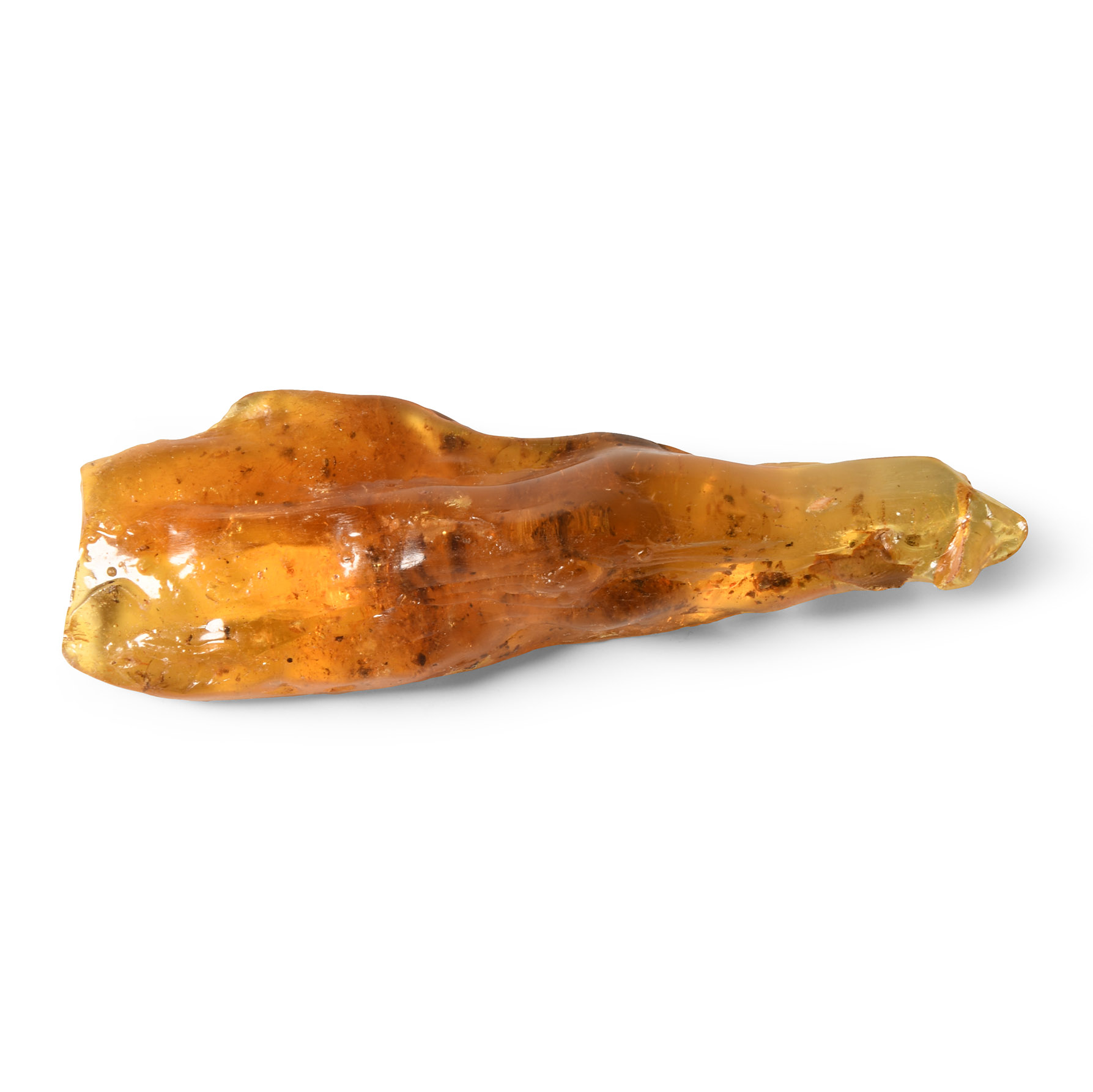 Natural History - Polished Copal with Insects