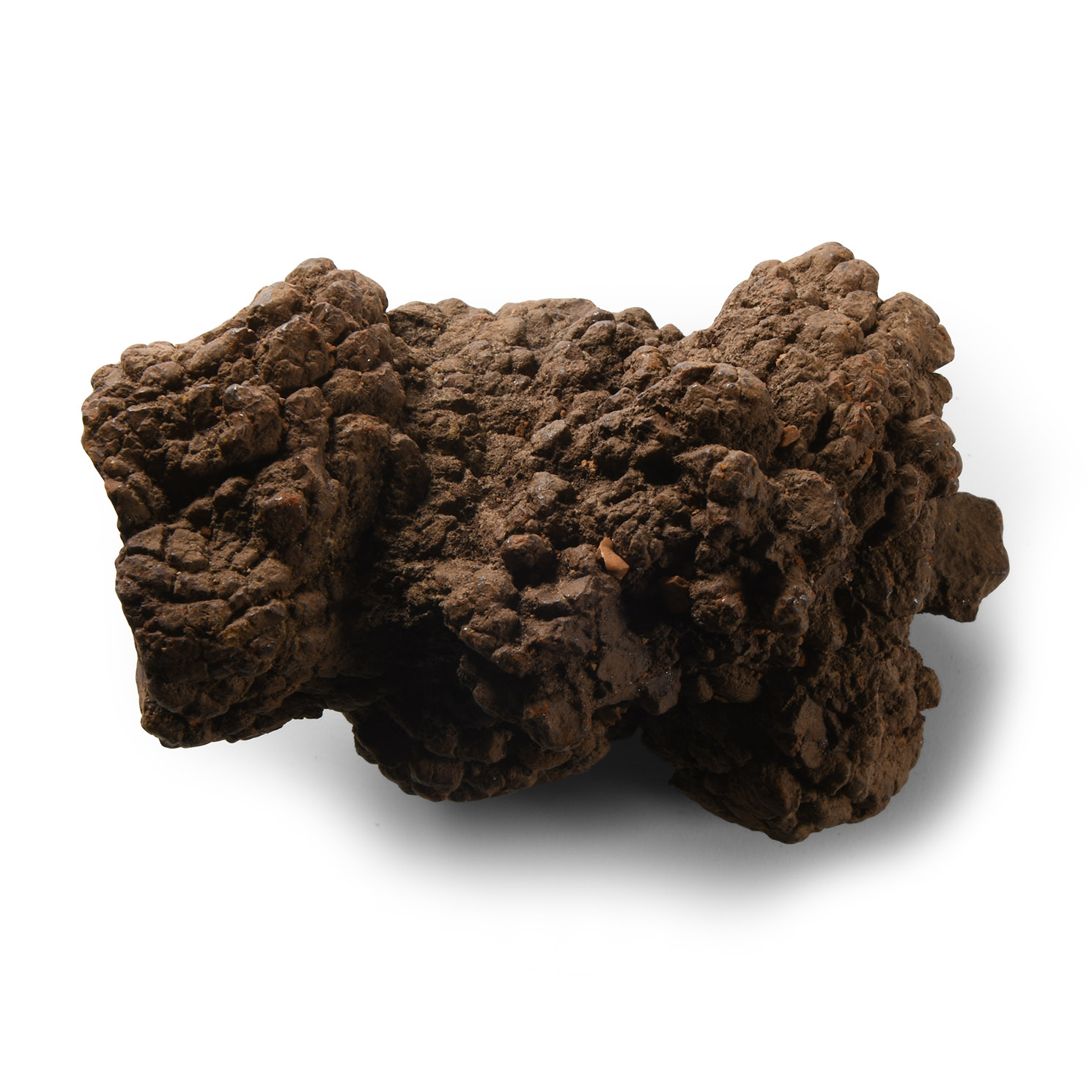 Natural History - Fossil Turtle Coprolite