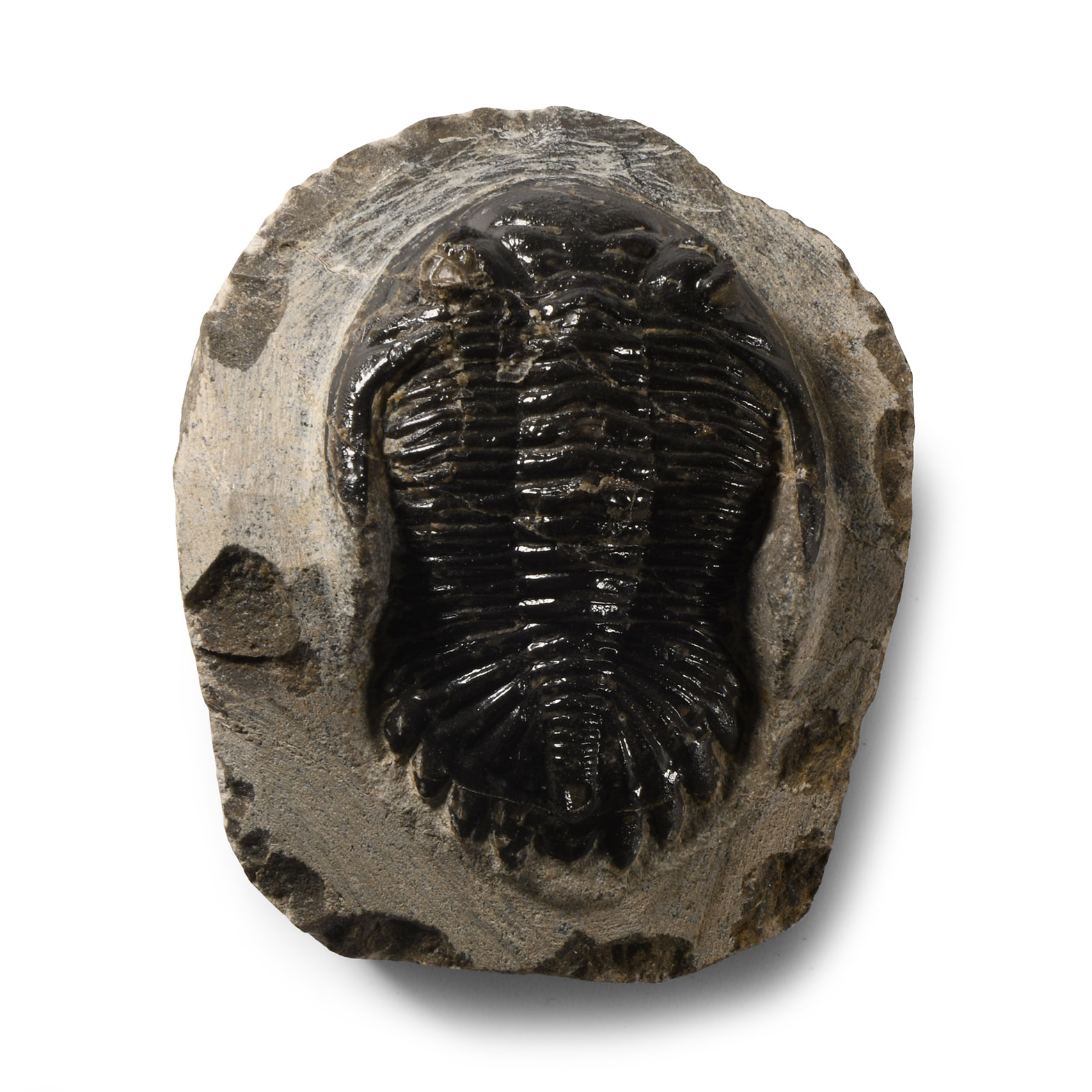 Natural History - Fossil Metcanthina Trilobite