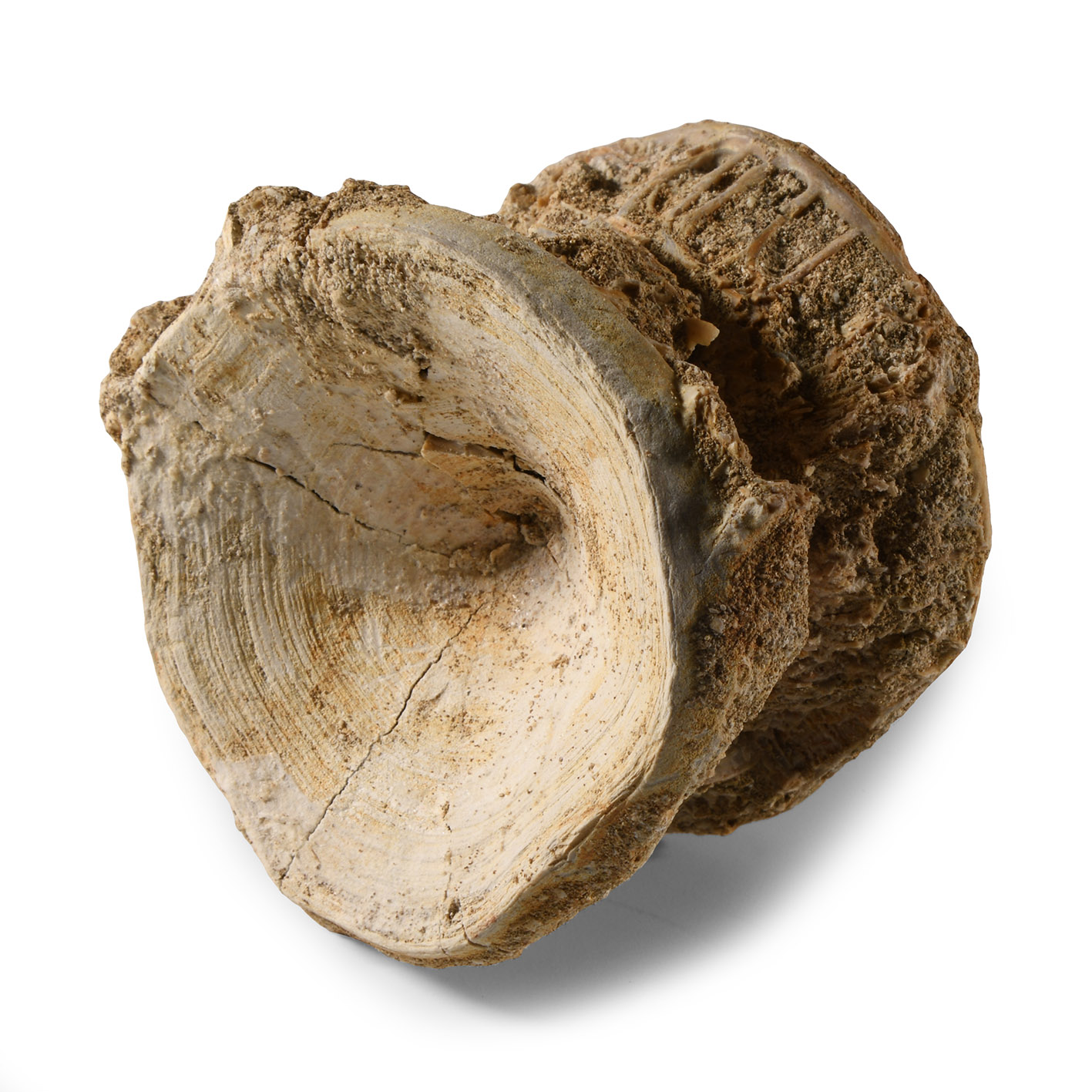 Natural History - Large Fossil Shark Vertebra
