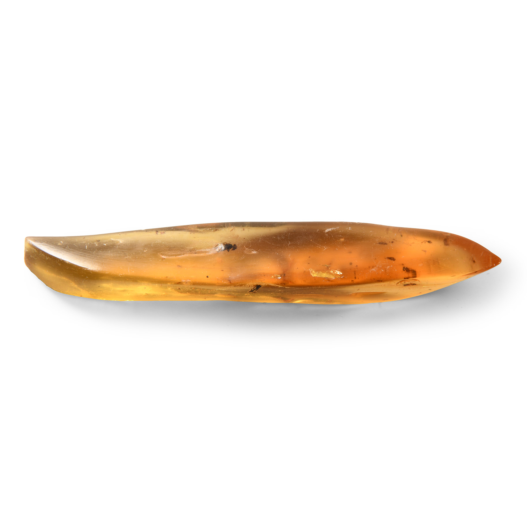 Natural History - Polished Copal with Insects