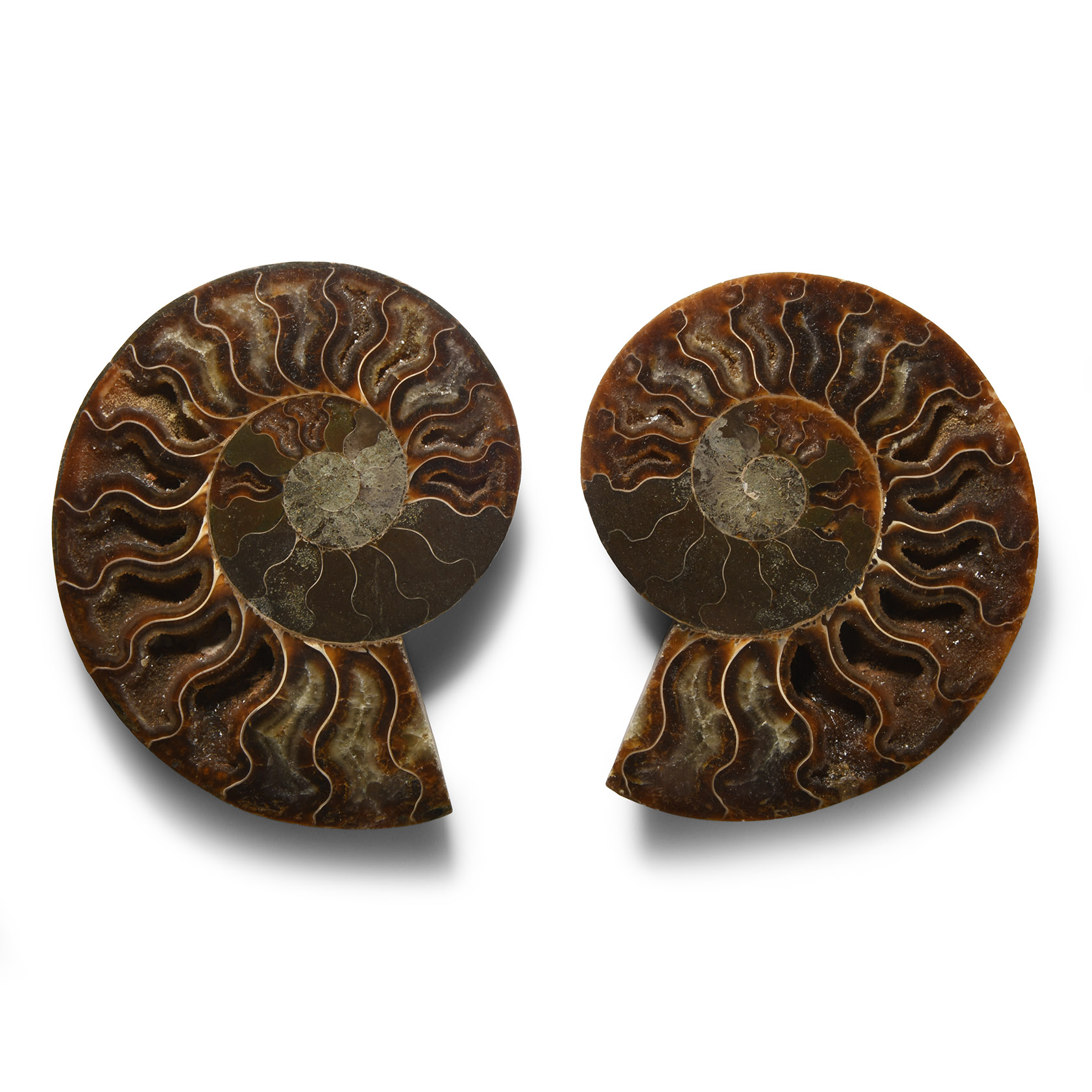 Natural History - Cut and Polished Fossil Ammonite