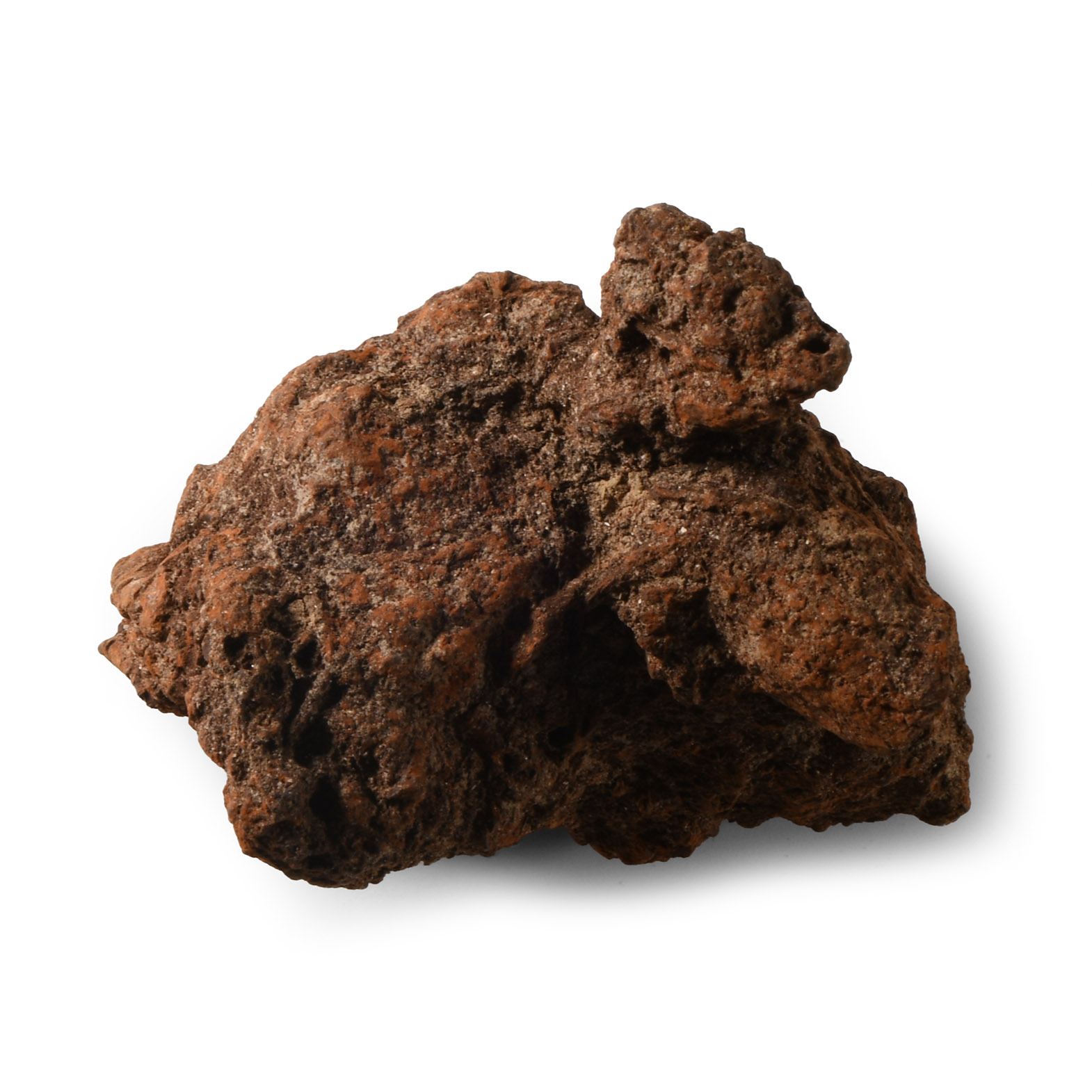 Natural History - Fossil Turtle Coprolite