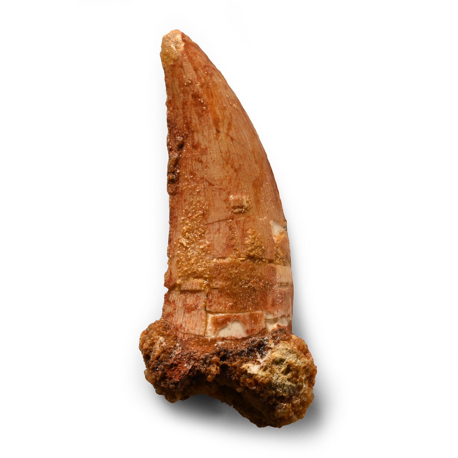 Natural History - Fossil Bahariasaurus Dinosaur Tooth