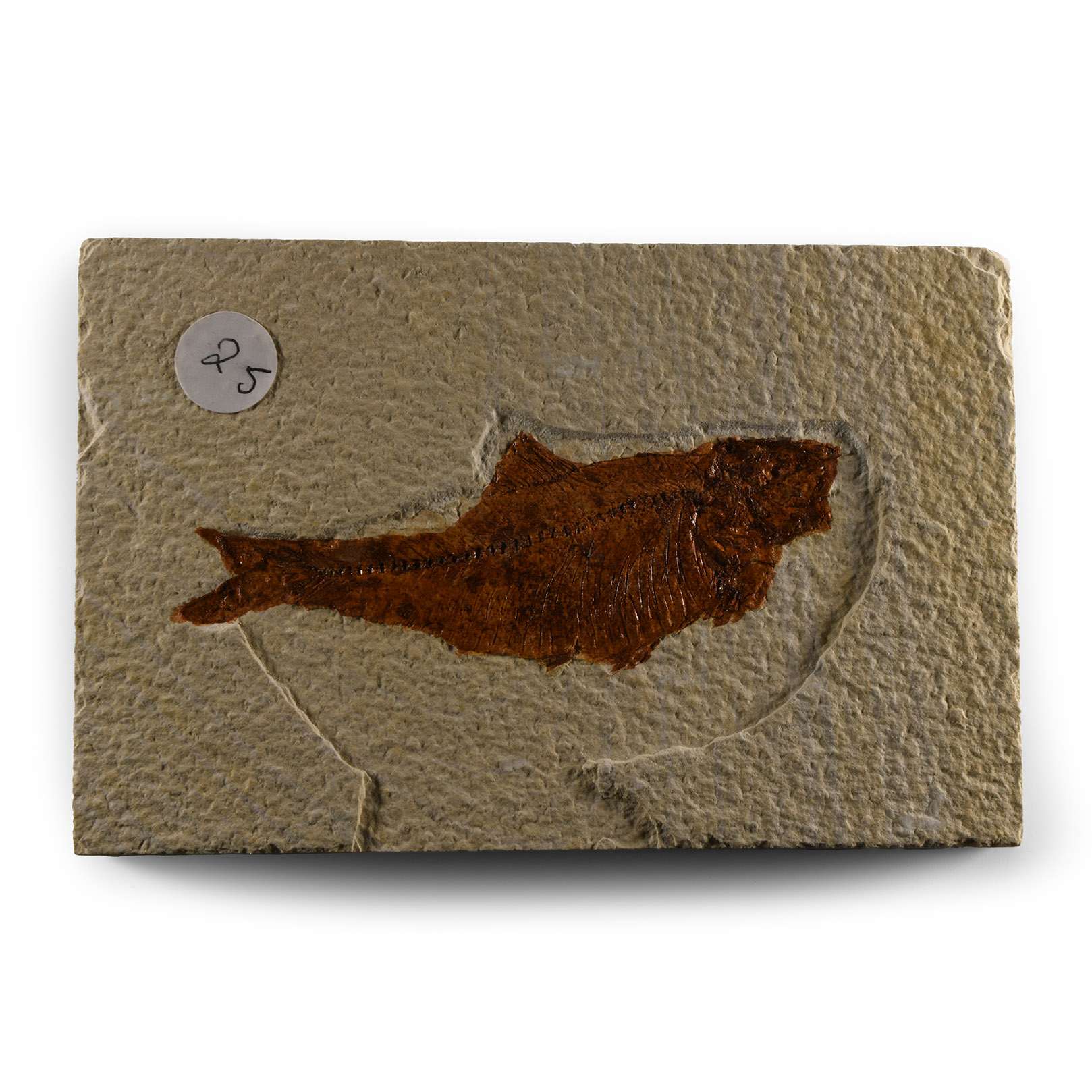 Natural History - Fossil Diplomystus Fish
