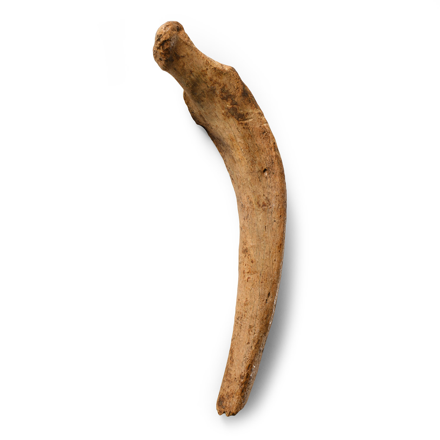 Natural History - Fossil Cave Bear Rib Bone
