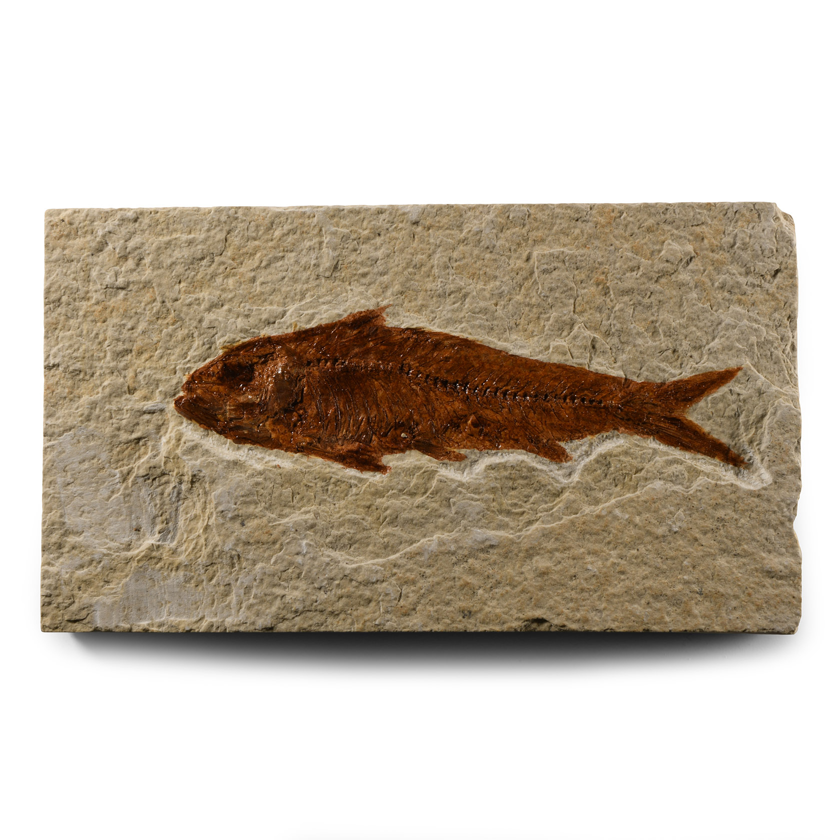 Natural History - Knightia Fossil Fish