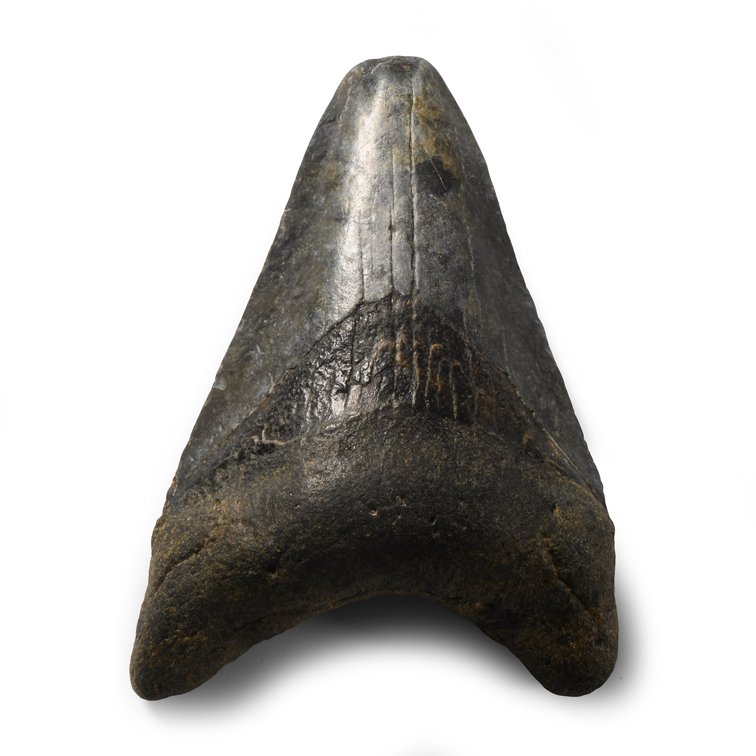 Natural History - Megalodon Giant Shark Fossil Tooth