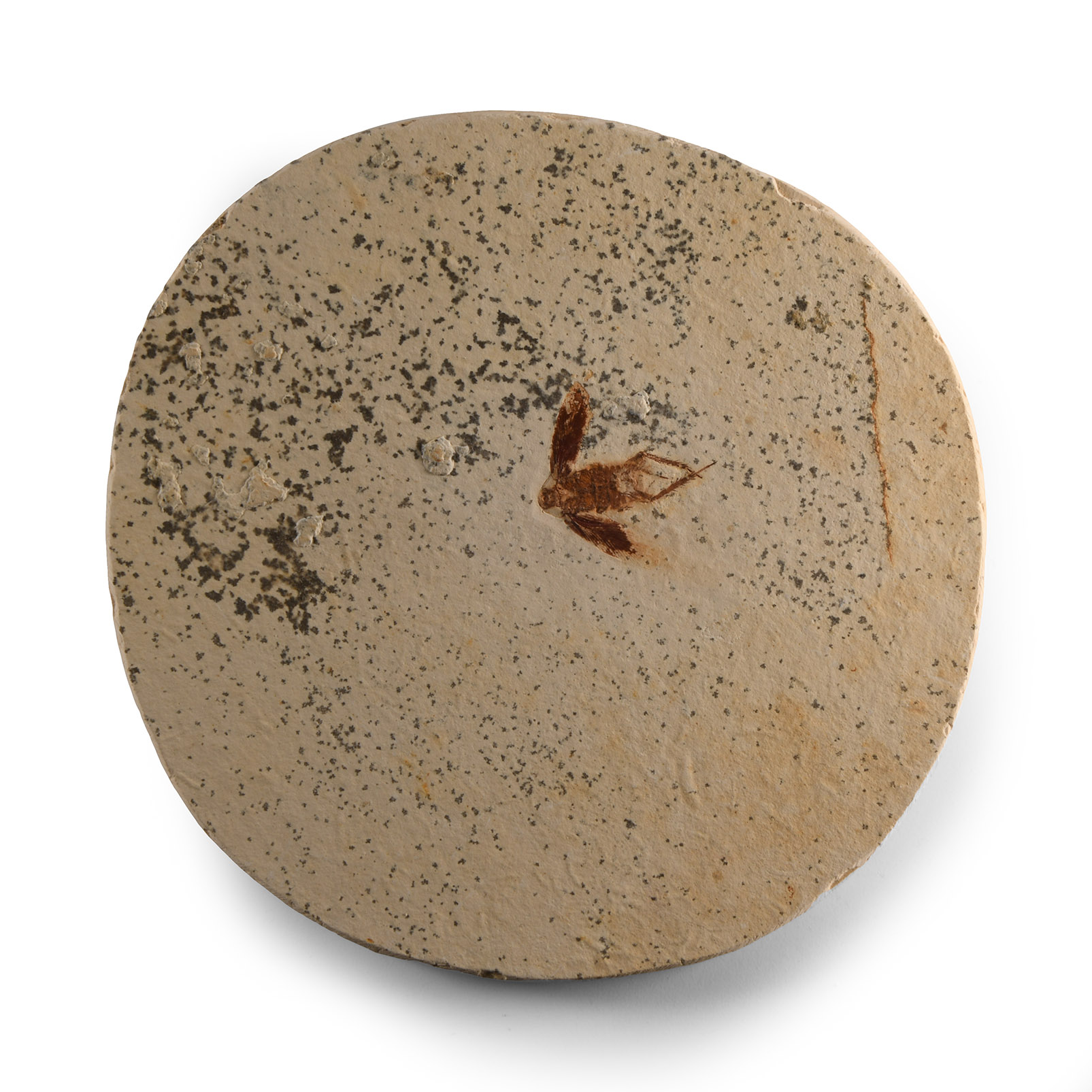 Natural History - Fossil Moss Bug Insect