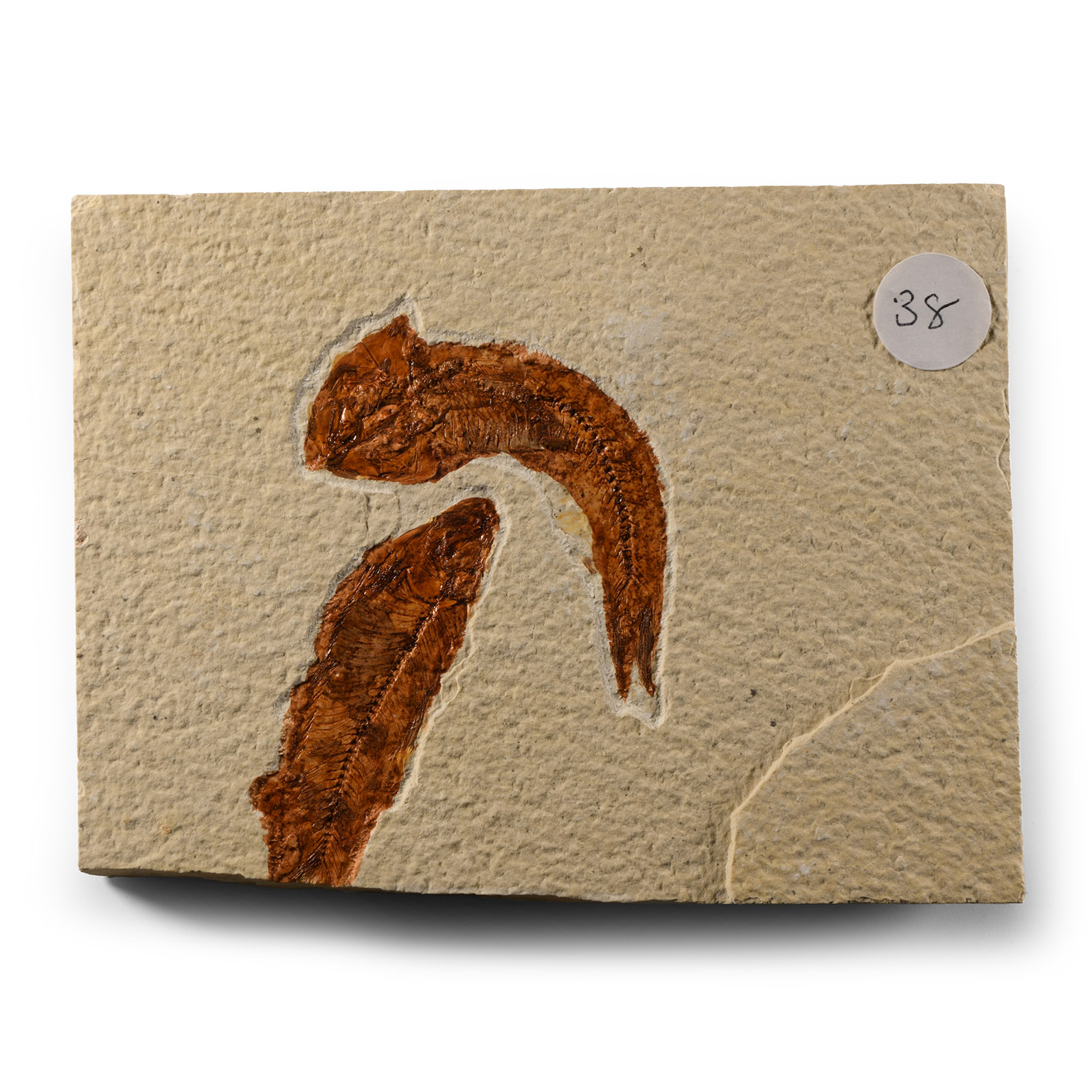 Natural History - Knightia Fossil Fish