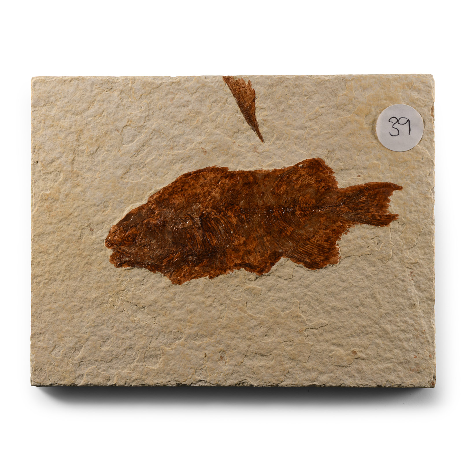 Natural History - Fossil Diplomystus Fish