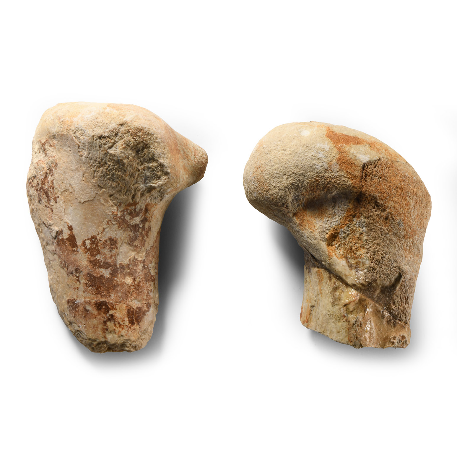 Natural History - Fossil Deltadromeus Theropod Dinosaur Leg Bone Group