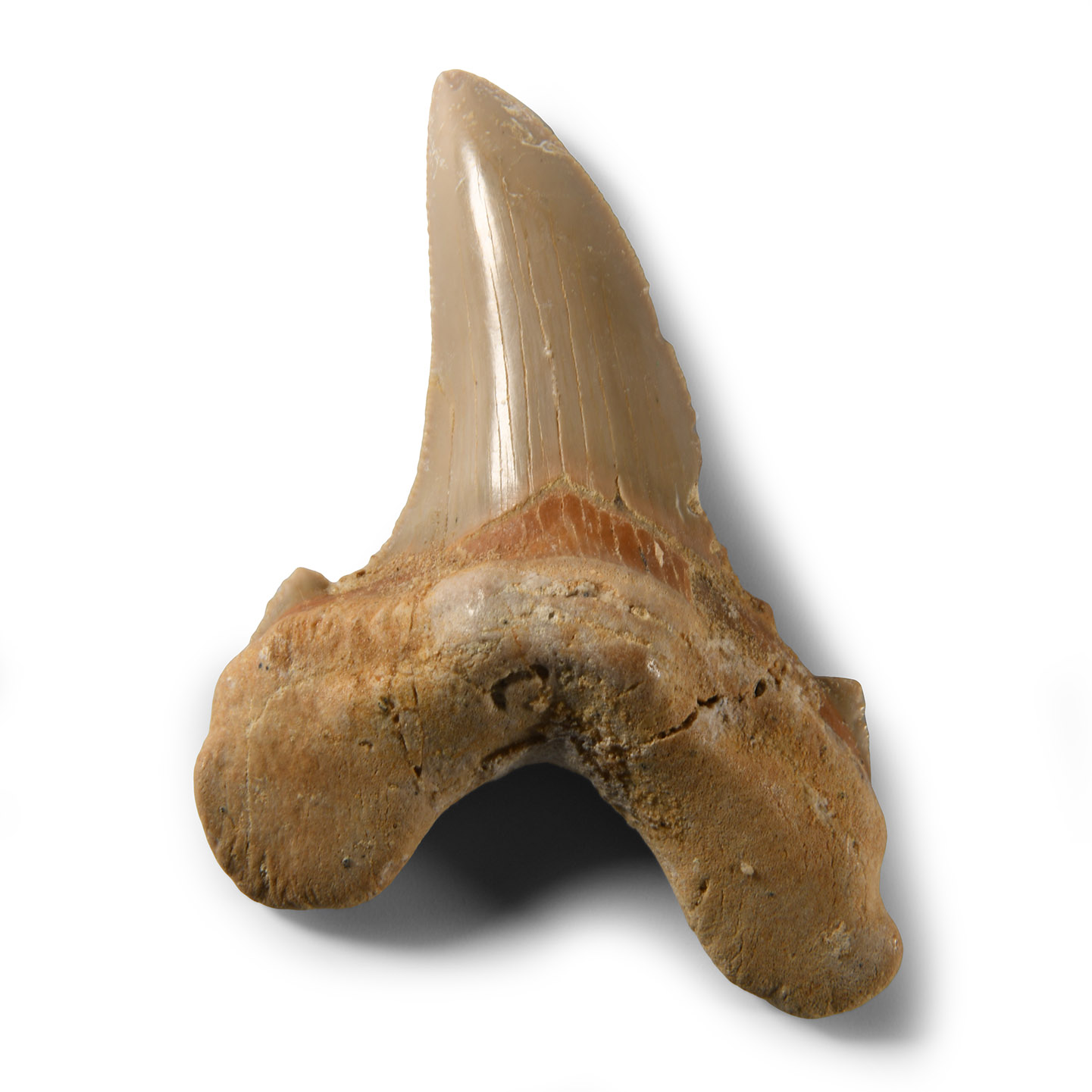 Natural History - Large Fossil Otodus Shark Tooth
