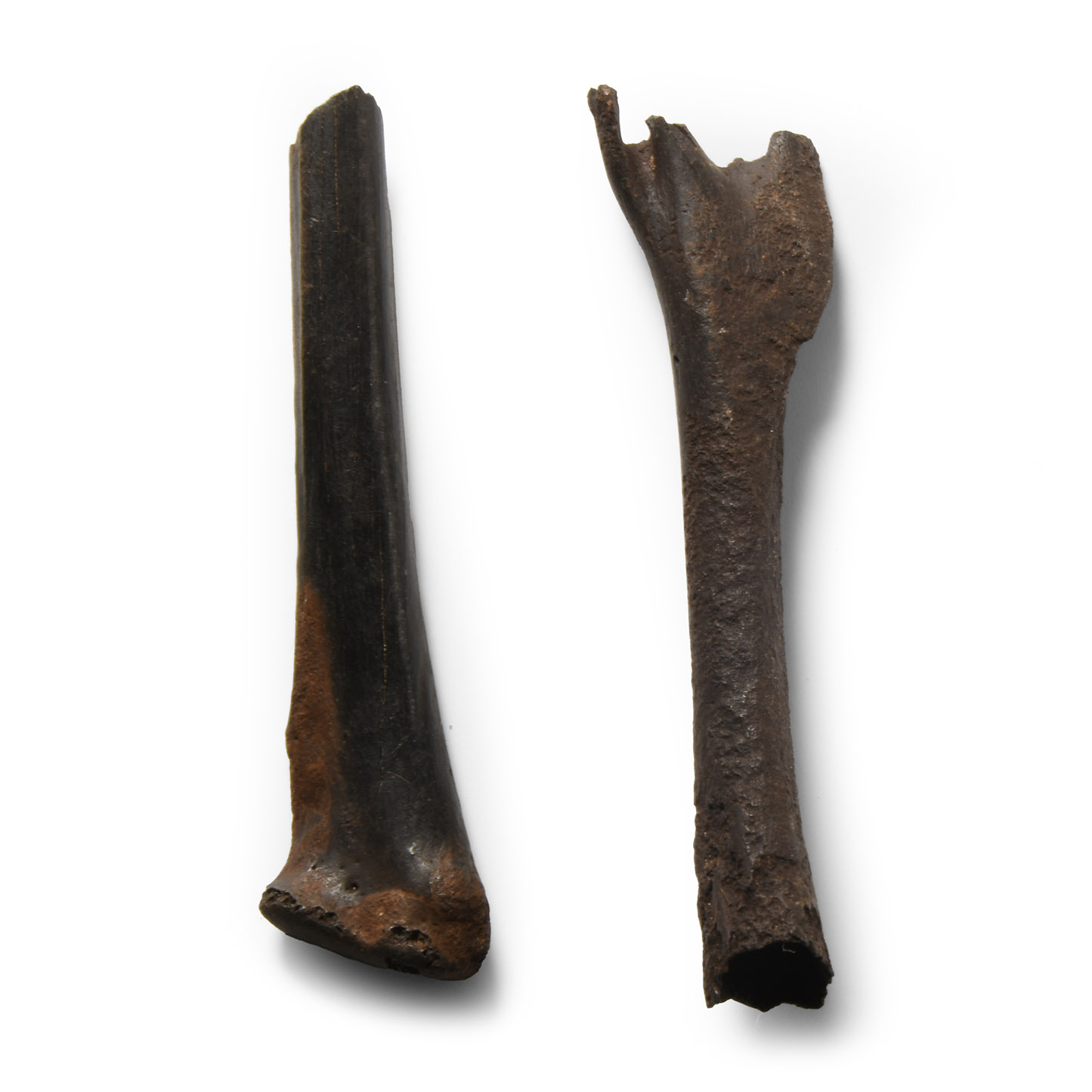 Natural History - Fossil Bird Bone Group