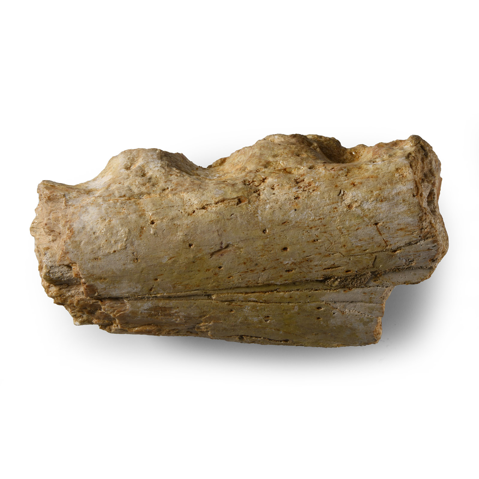 Natural History - Fossil Cretaceous Crocodile Jaw Section