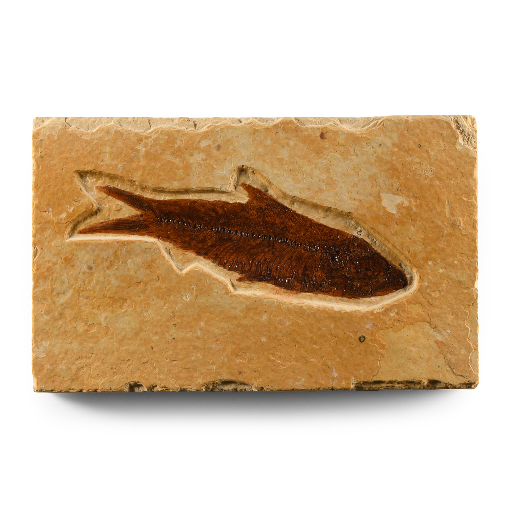 Natural History - Knightia Fossil Fish