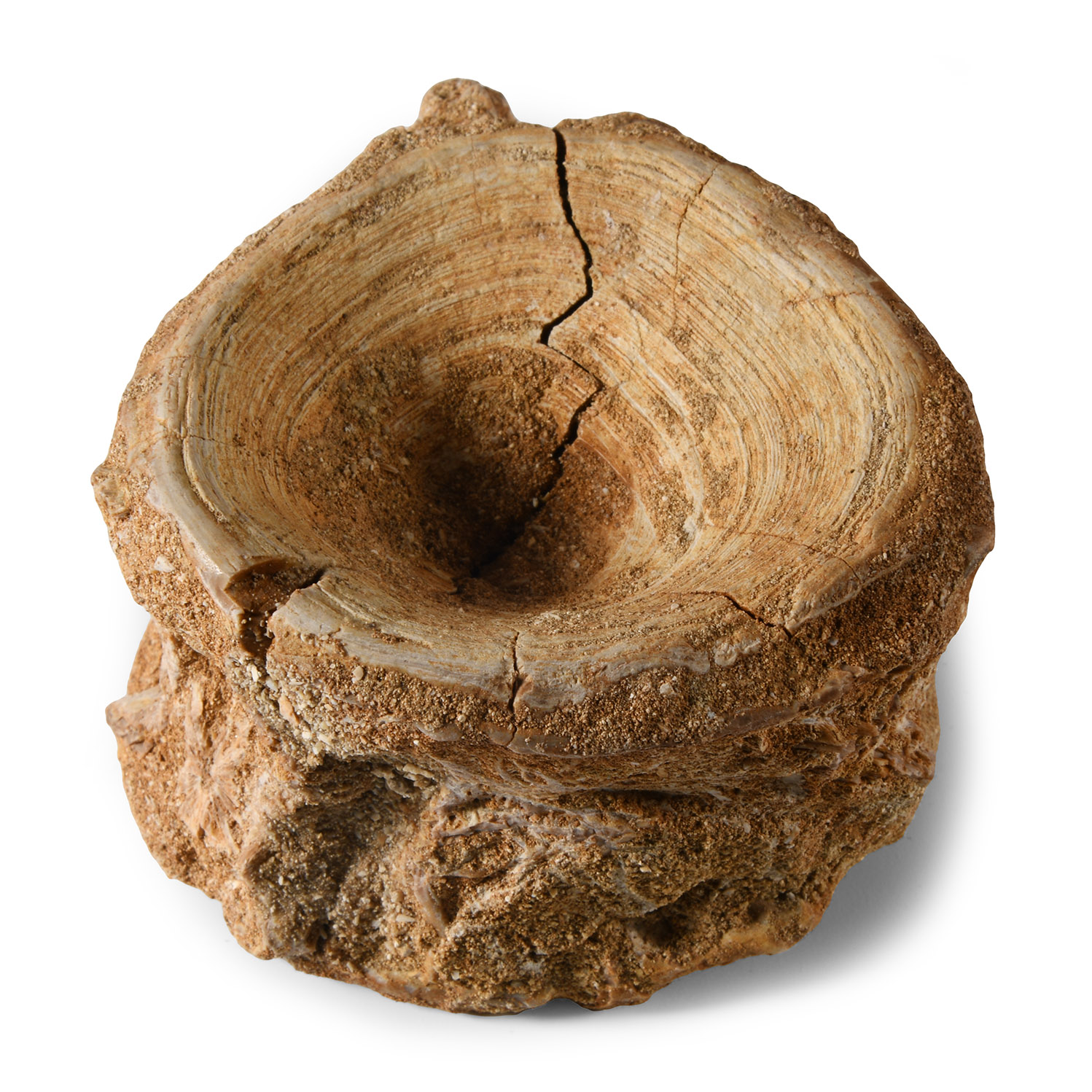 Natural History - Large Fossil Shark Vertebra