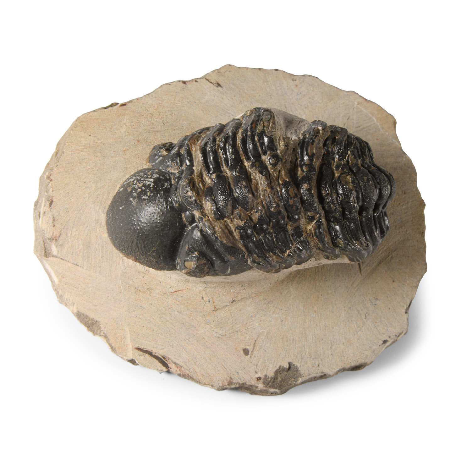 Natural History - Fossil Reedops Trilobite