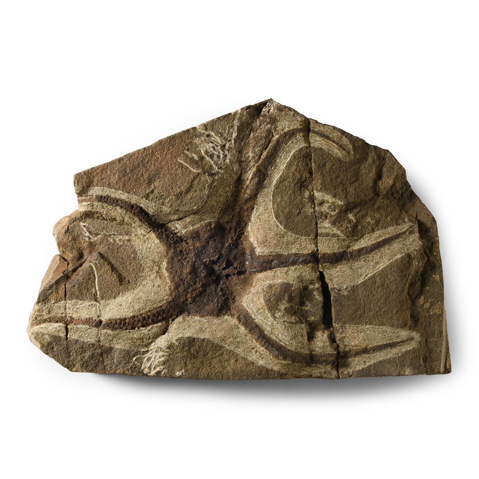Natural History - Fossil Brittle Star