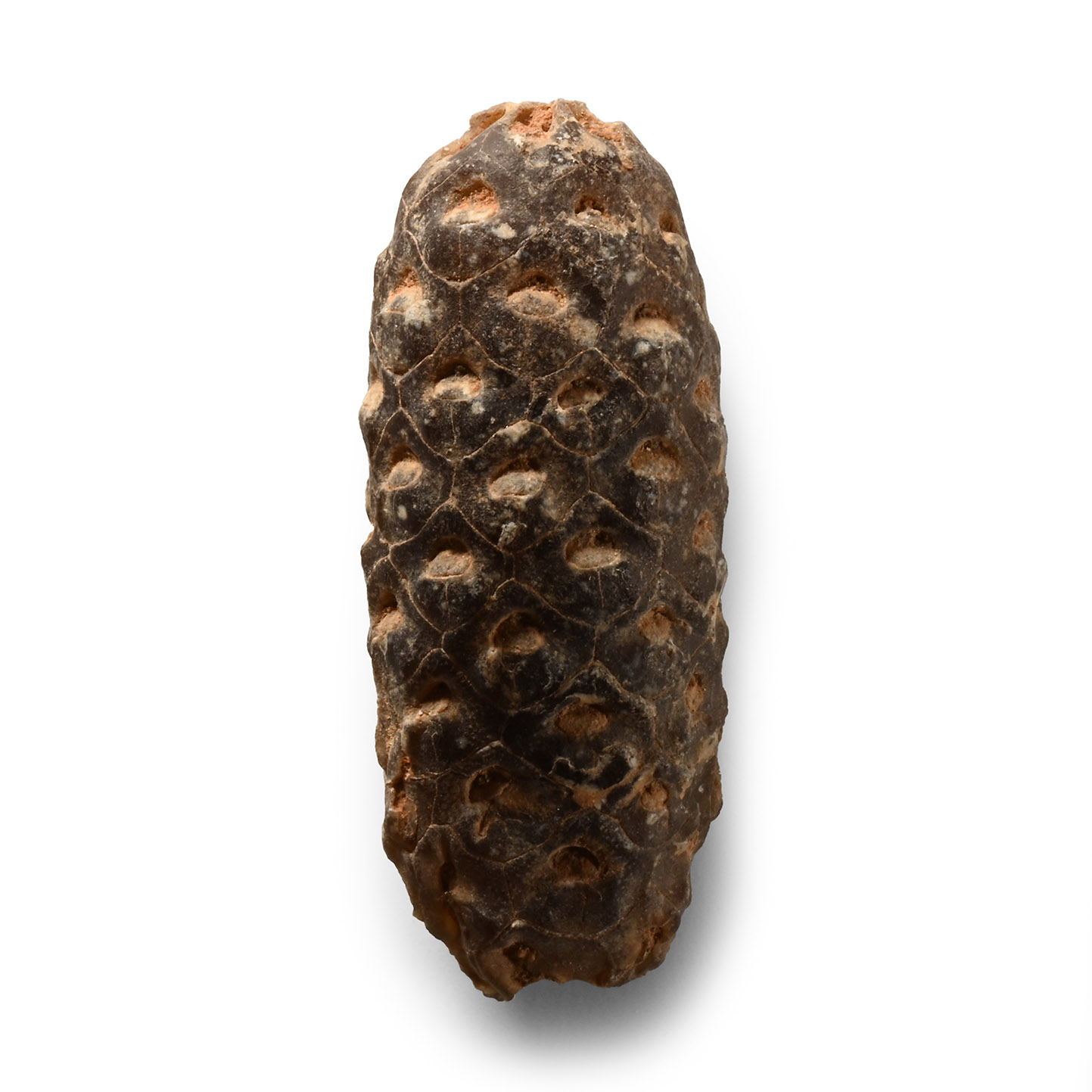 Natural History - Fossil Pine Cone