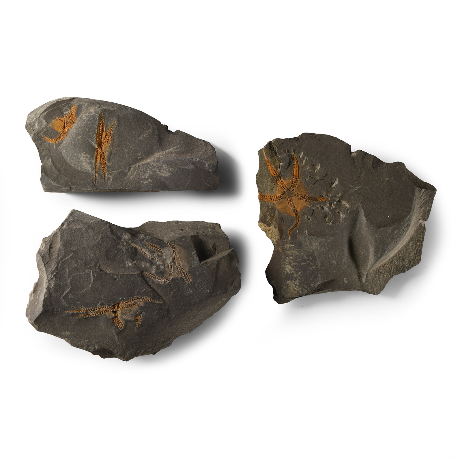 Natural History - Fossil Brittle Star Group