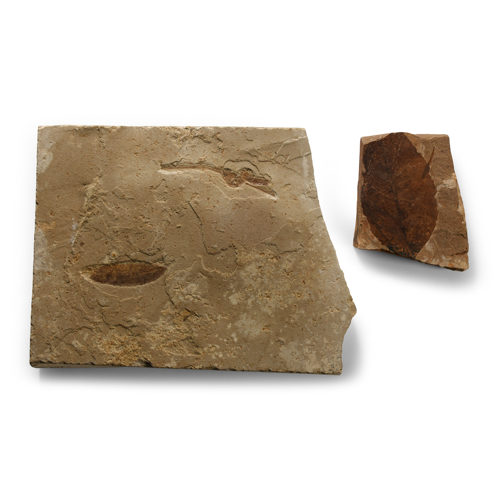 Natural History - Fossil Leaf Group