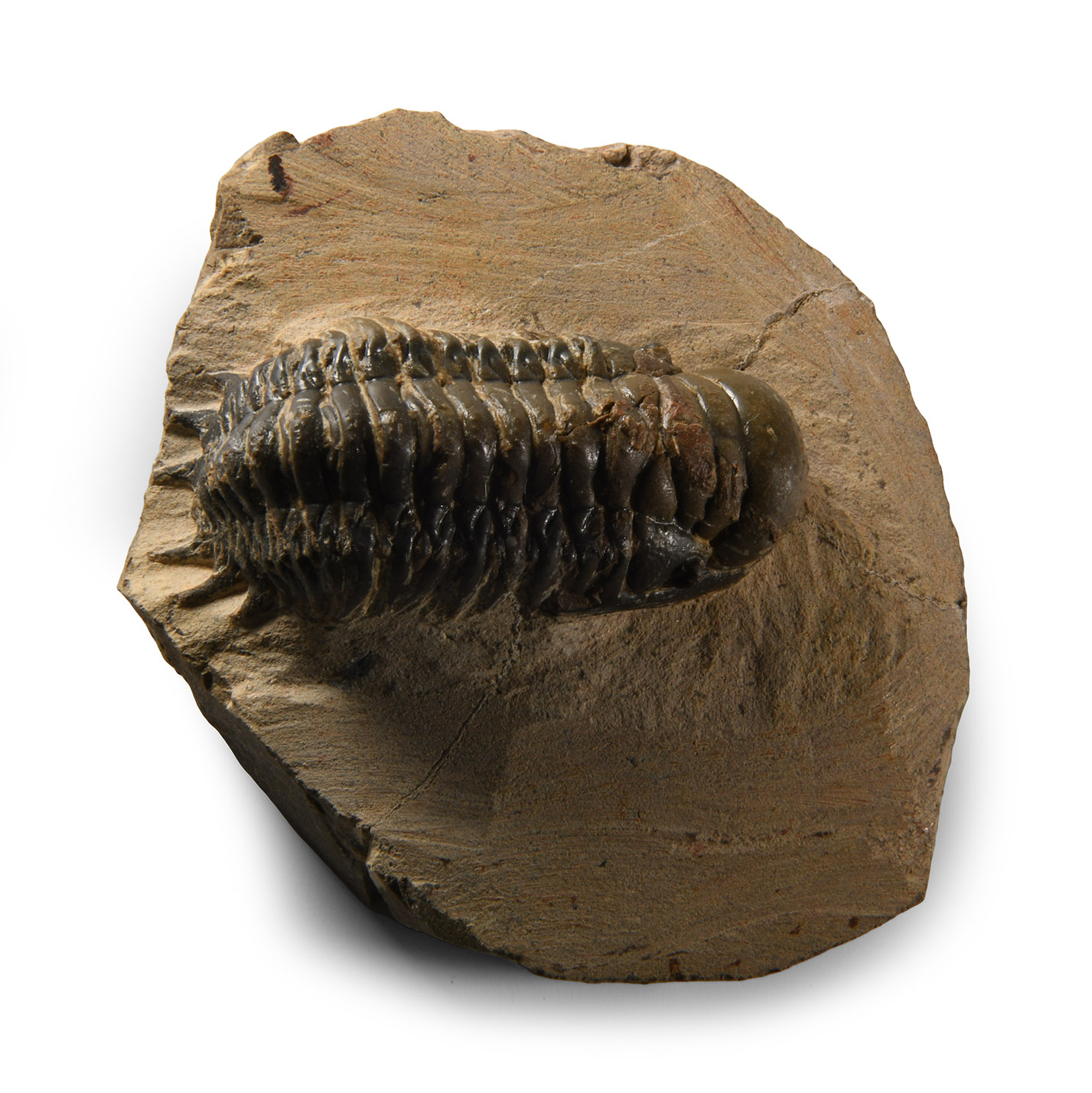 Natural History - Fossil Gibbus Trilobite