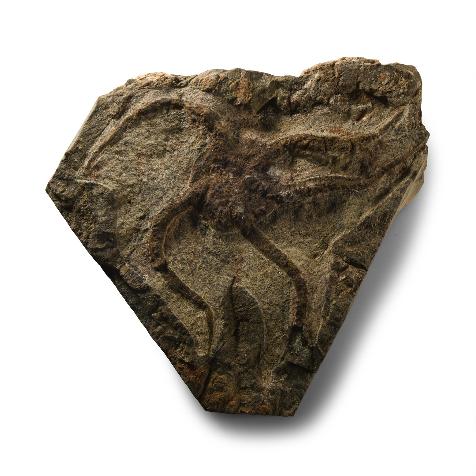 Natural History - Large Fossil Brittle Star