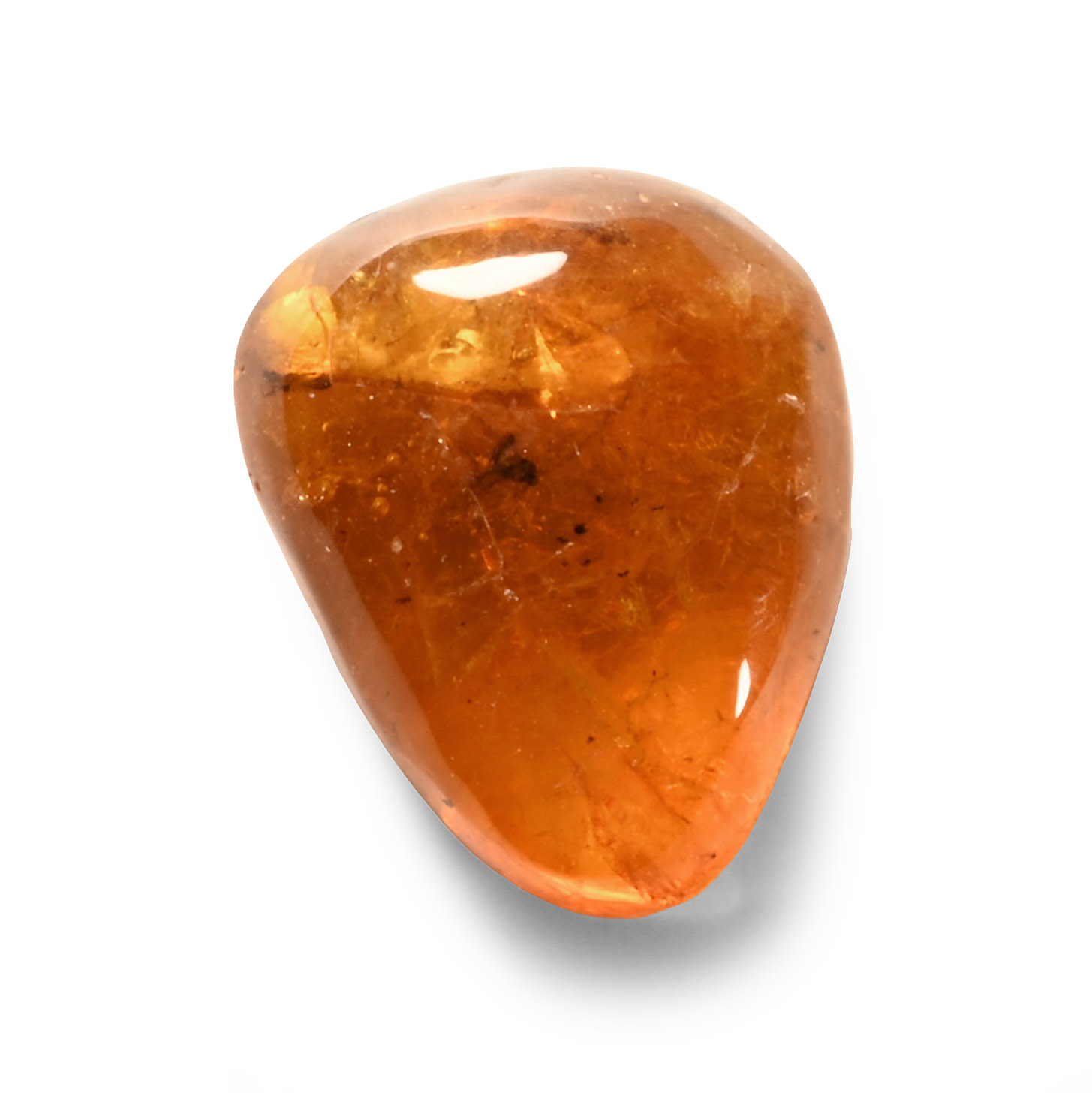 Natural History - Insects in Baltic Amber