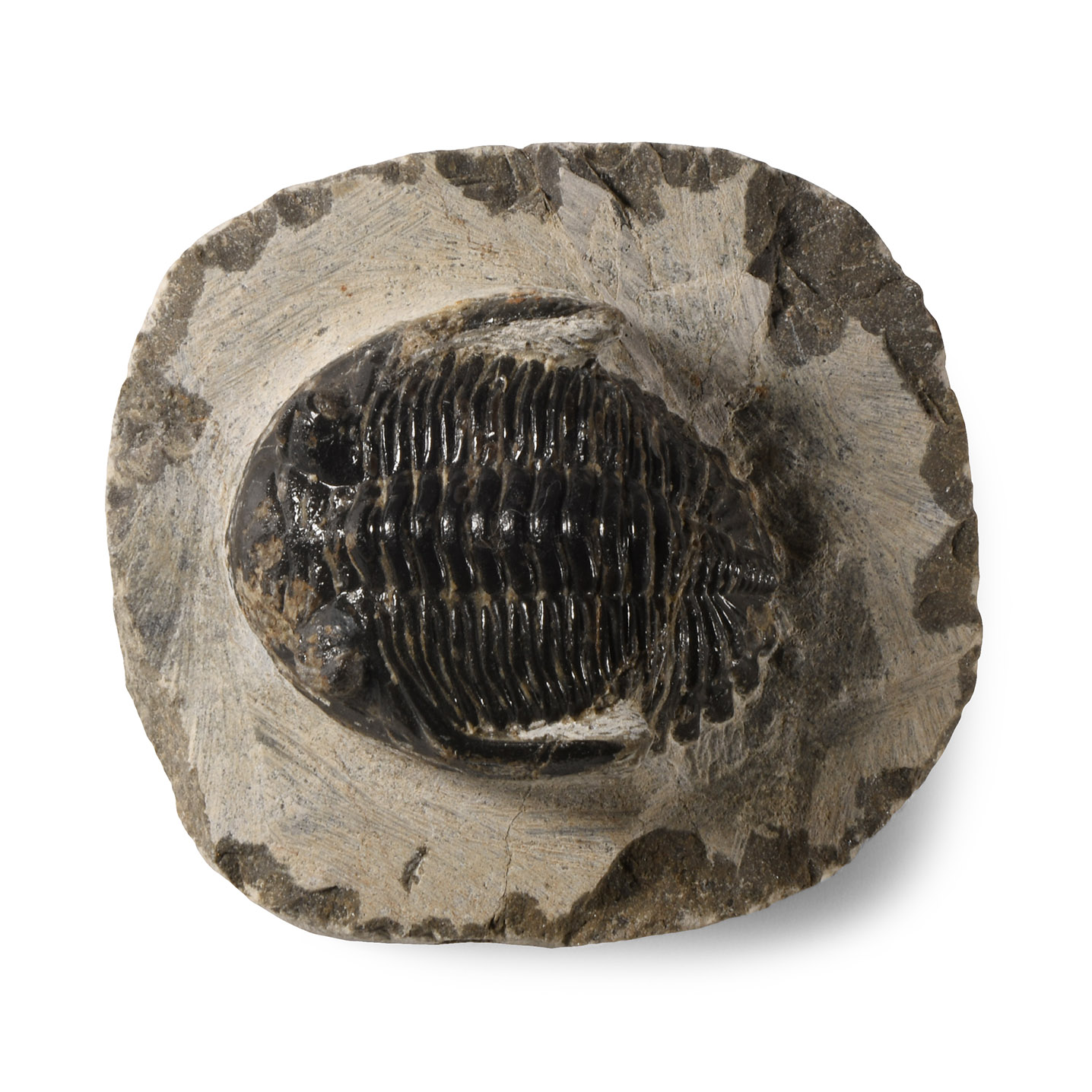 Natural History - Fossil Metcanthina Trilobite