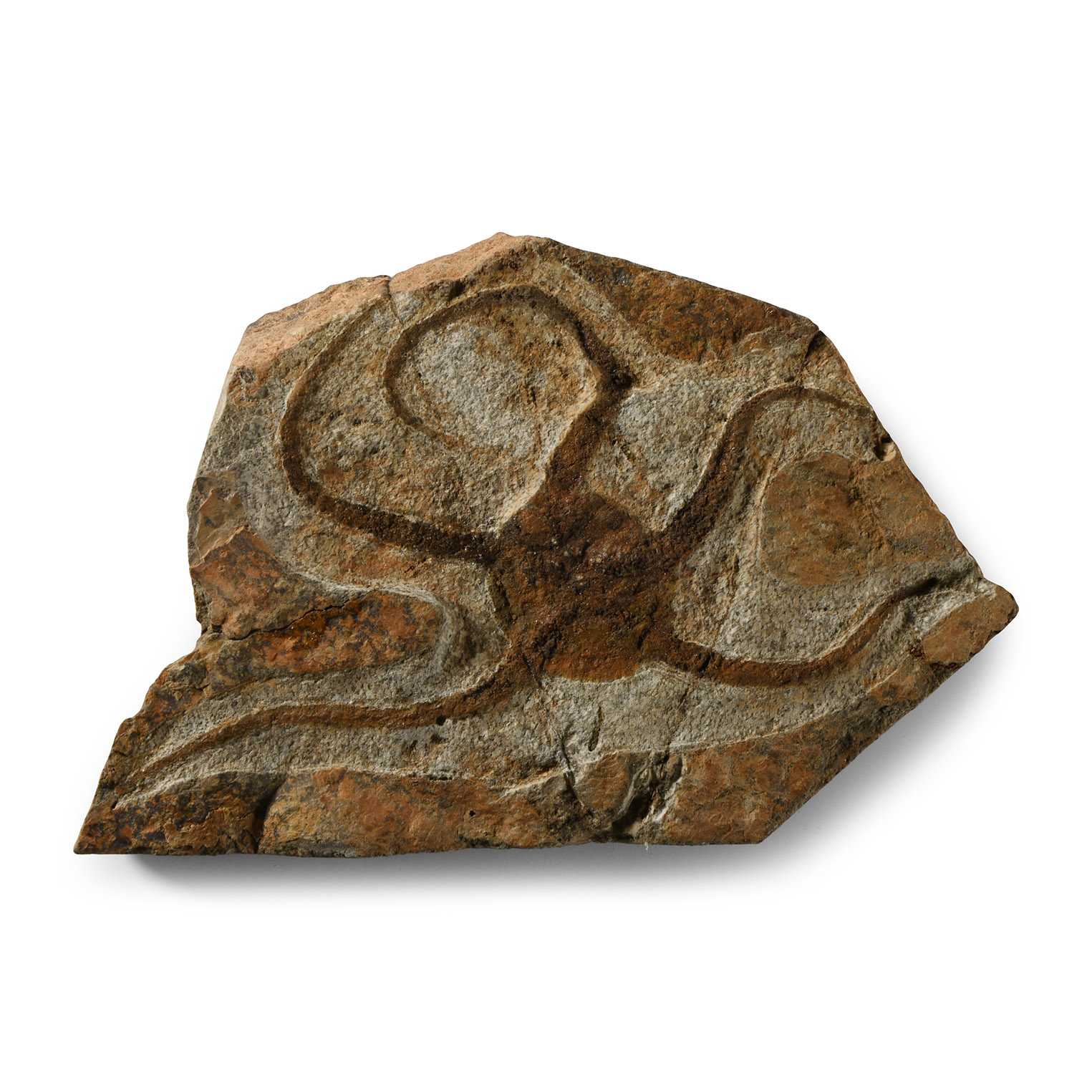 Natural History - Fossil Brittle Star