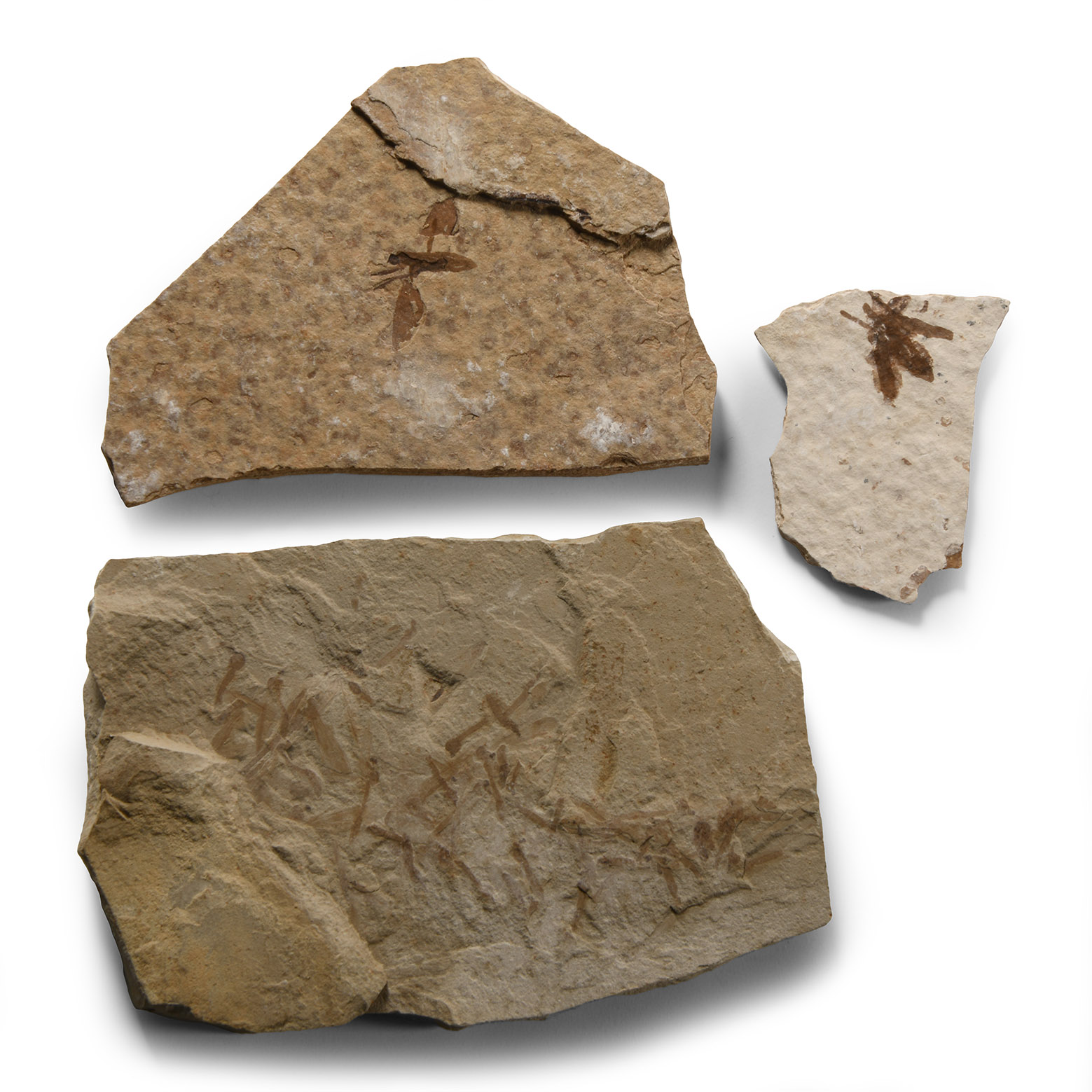 Natural History - Fossil Fly and Insect Group