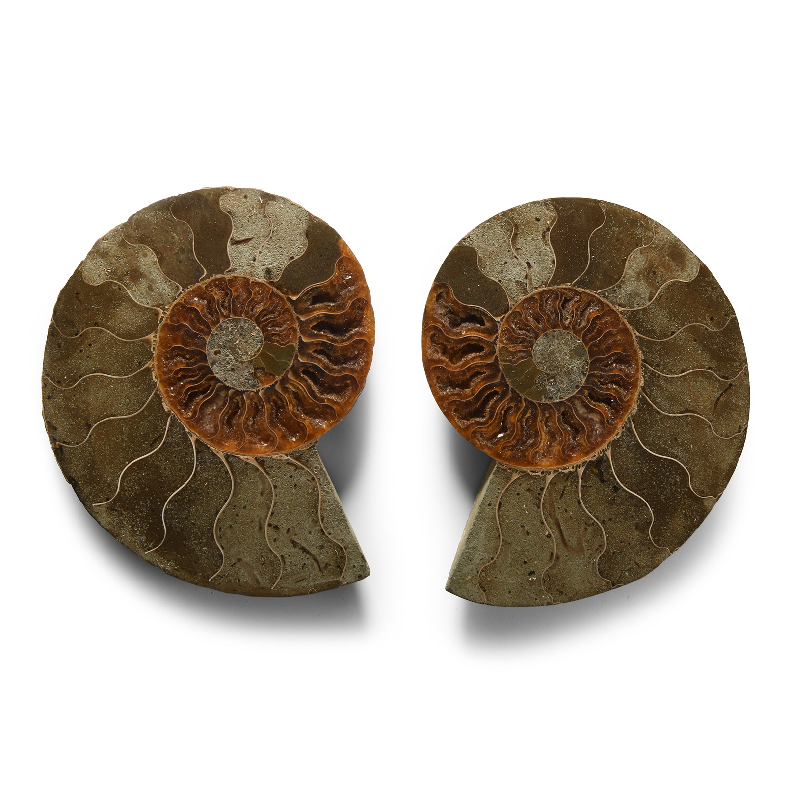Natural History - Cut and Polished Fossil Ammonite