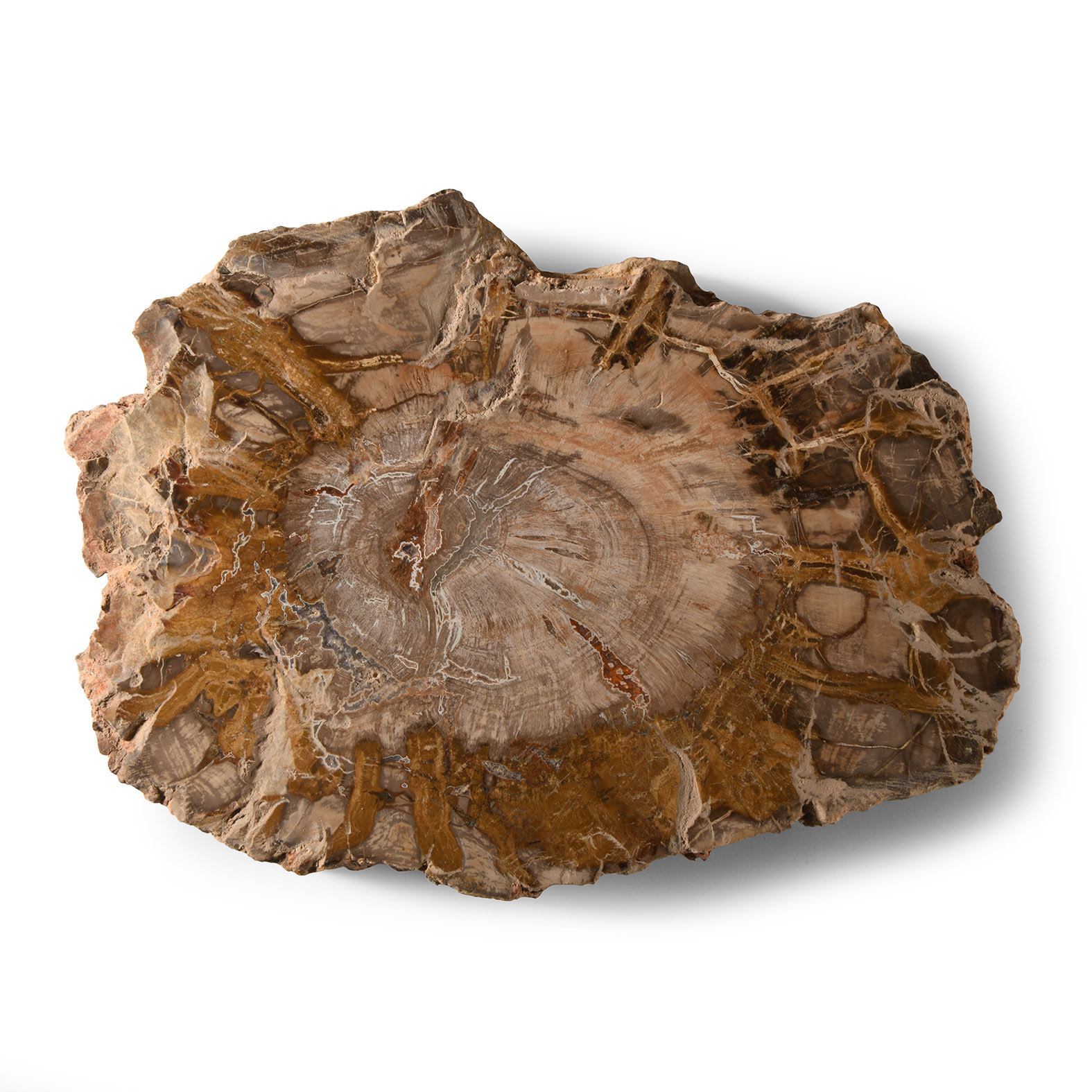 Natural History - Fossilised Wood Section