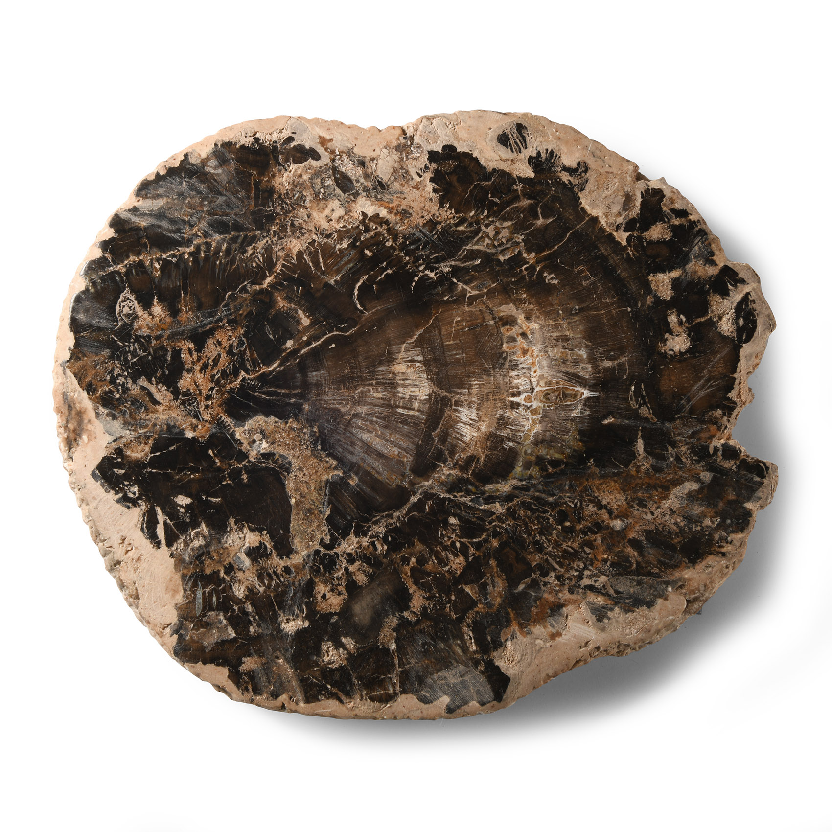 Natural History - Fossilised Wood Section