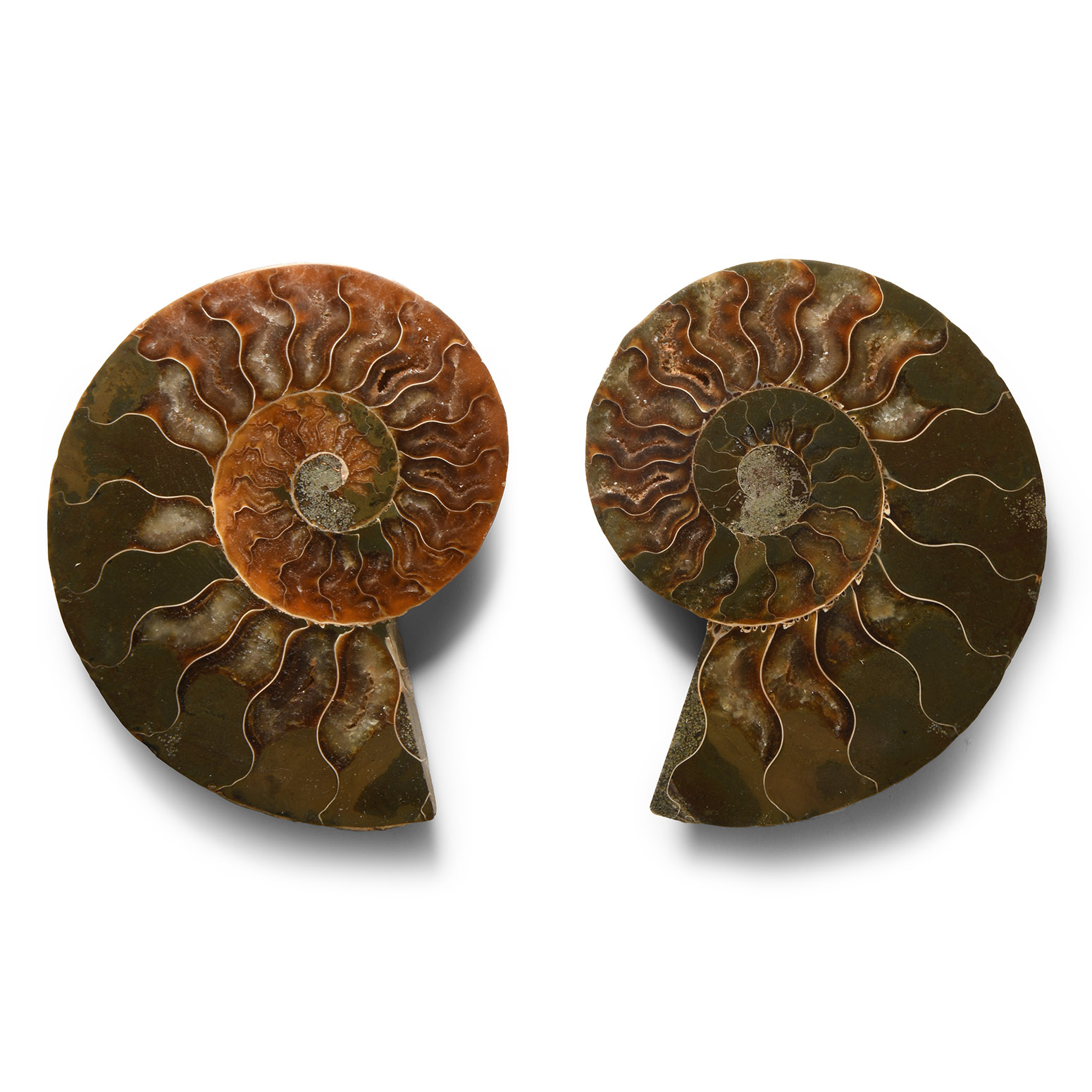 Natural History - Cut and Polished Fossil Ammonite