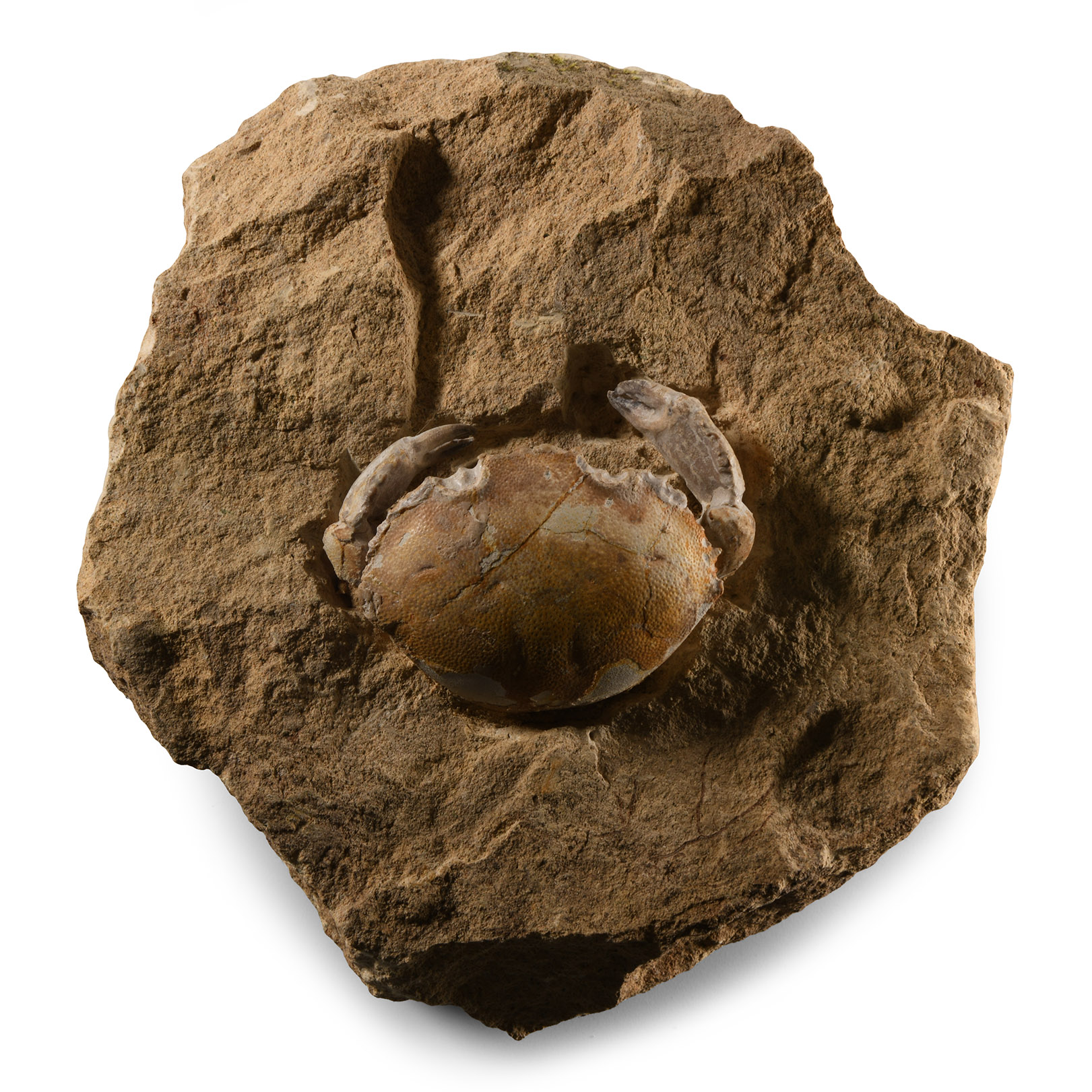 Natural History - Fossil Crab