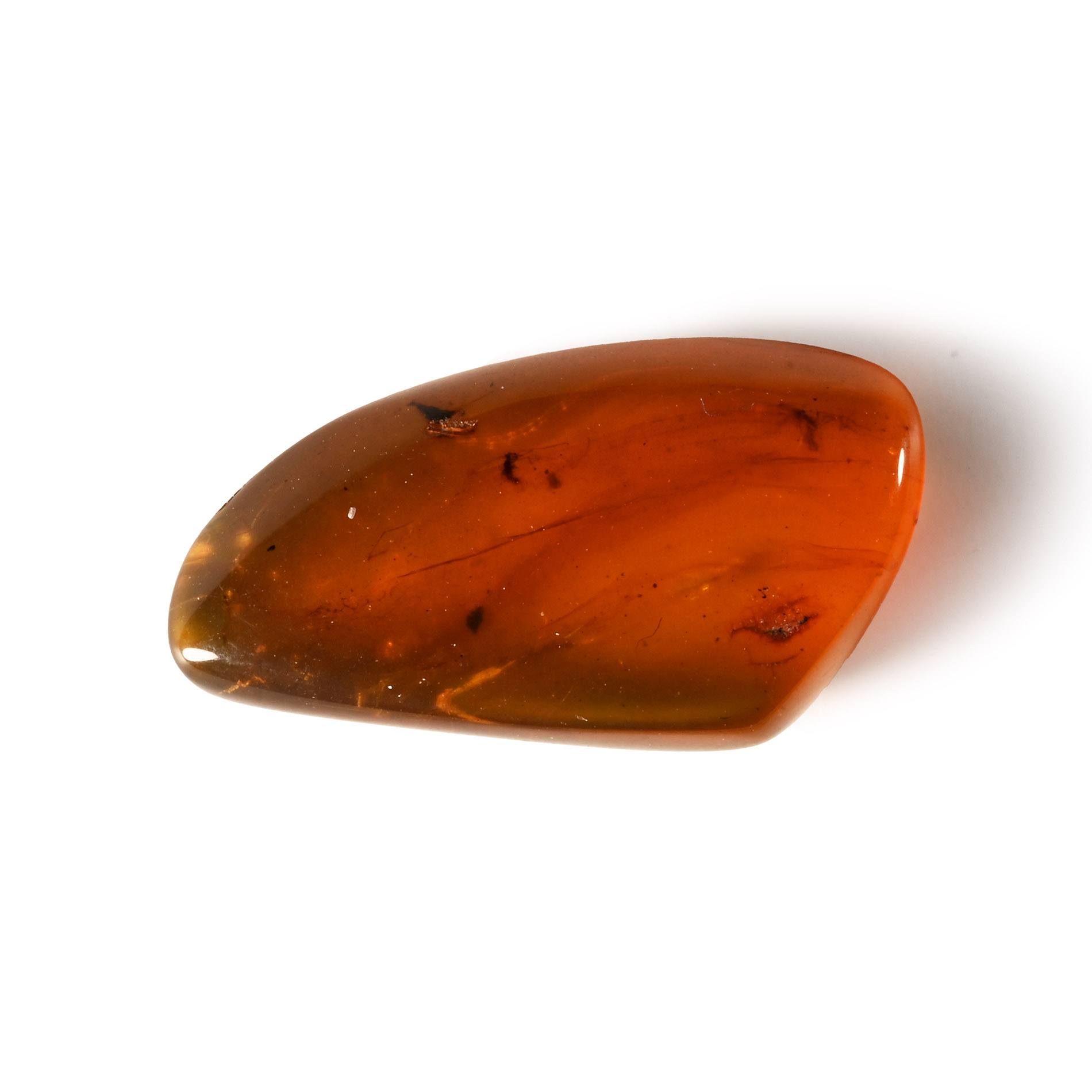 Natural History - Amber with Insect Inclusion