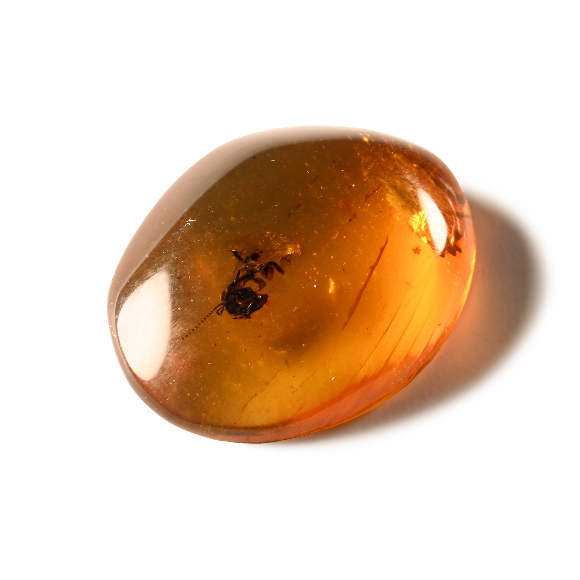 Natural History - Amber with Insect Inclusion
