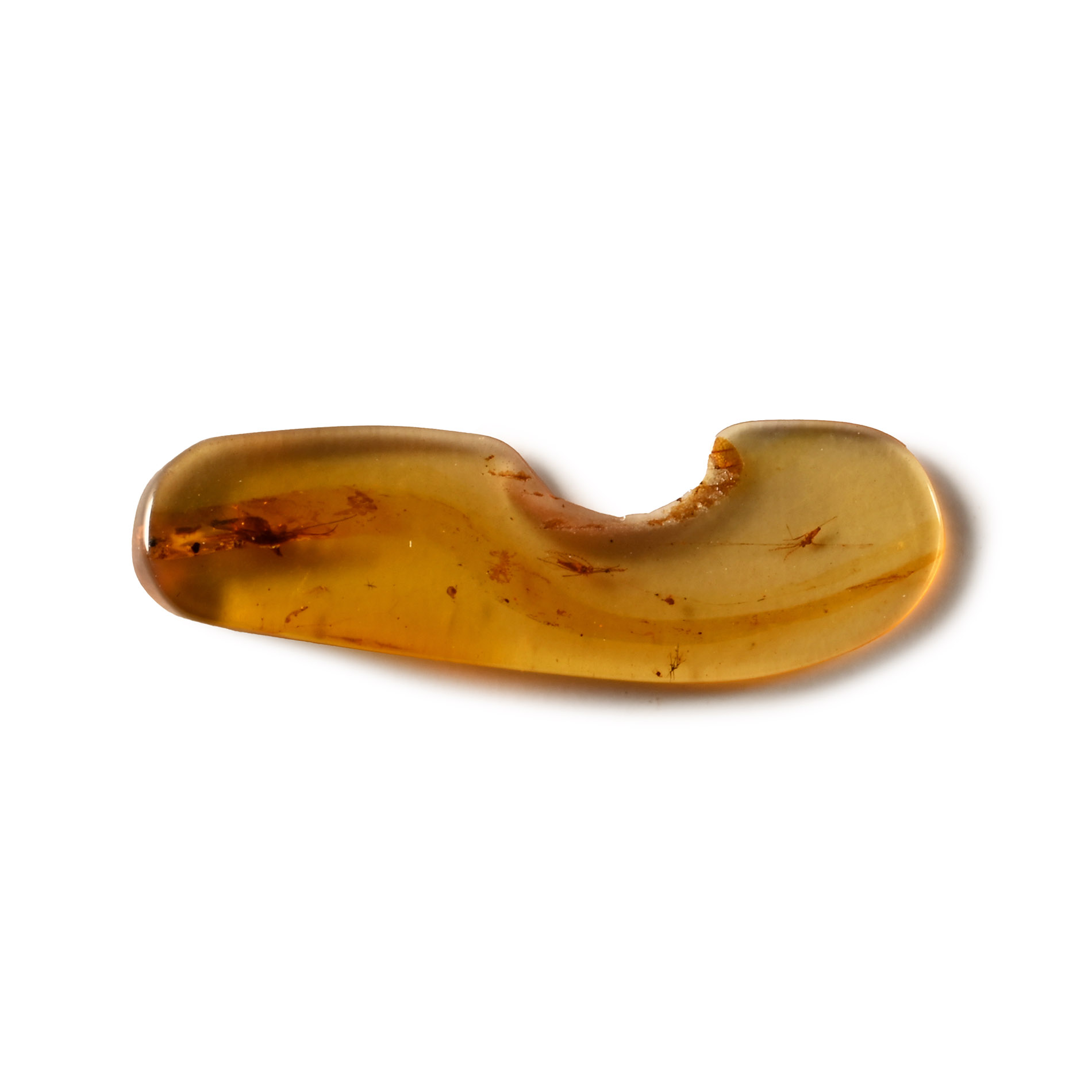 Natural History - Amber with Insect Inclusion