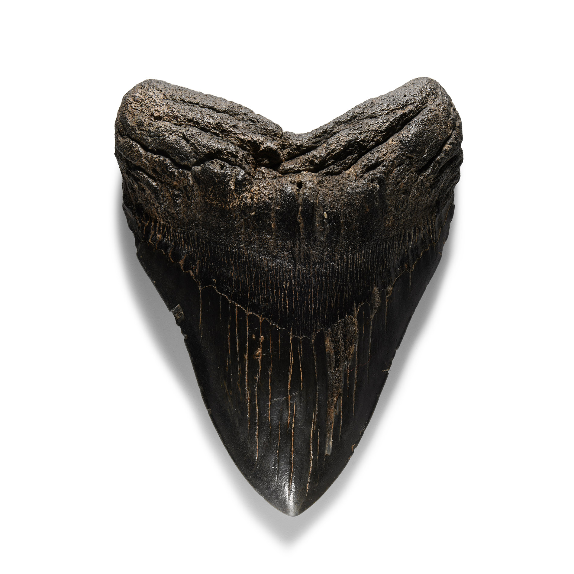 Natural History - Huge Megalodon Giant Shark Fossil Tooth
