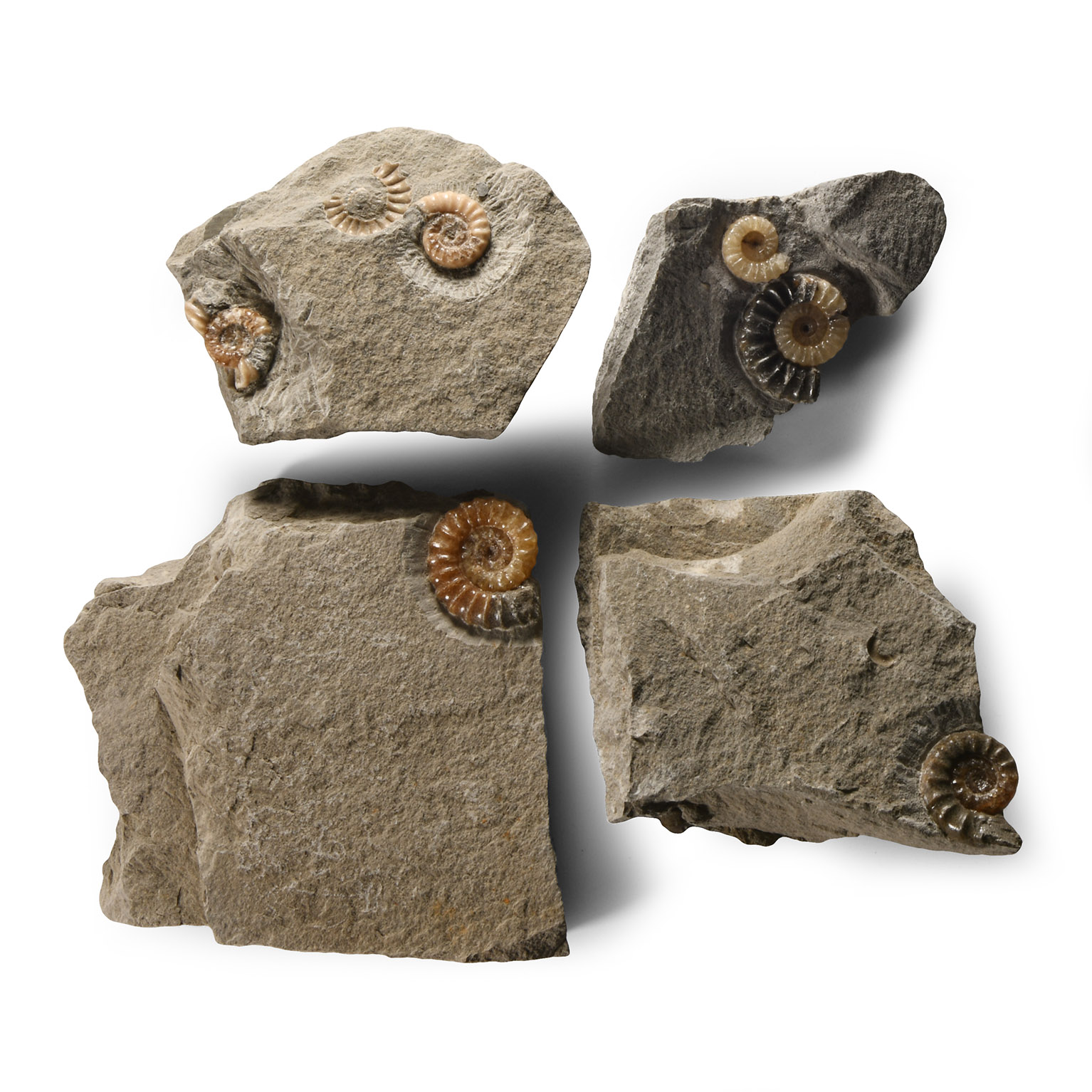 Natural History - British Promicroceras Fossil Ammonite Group