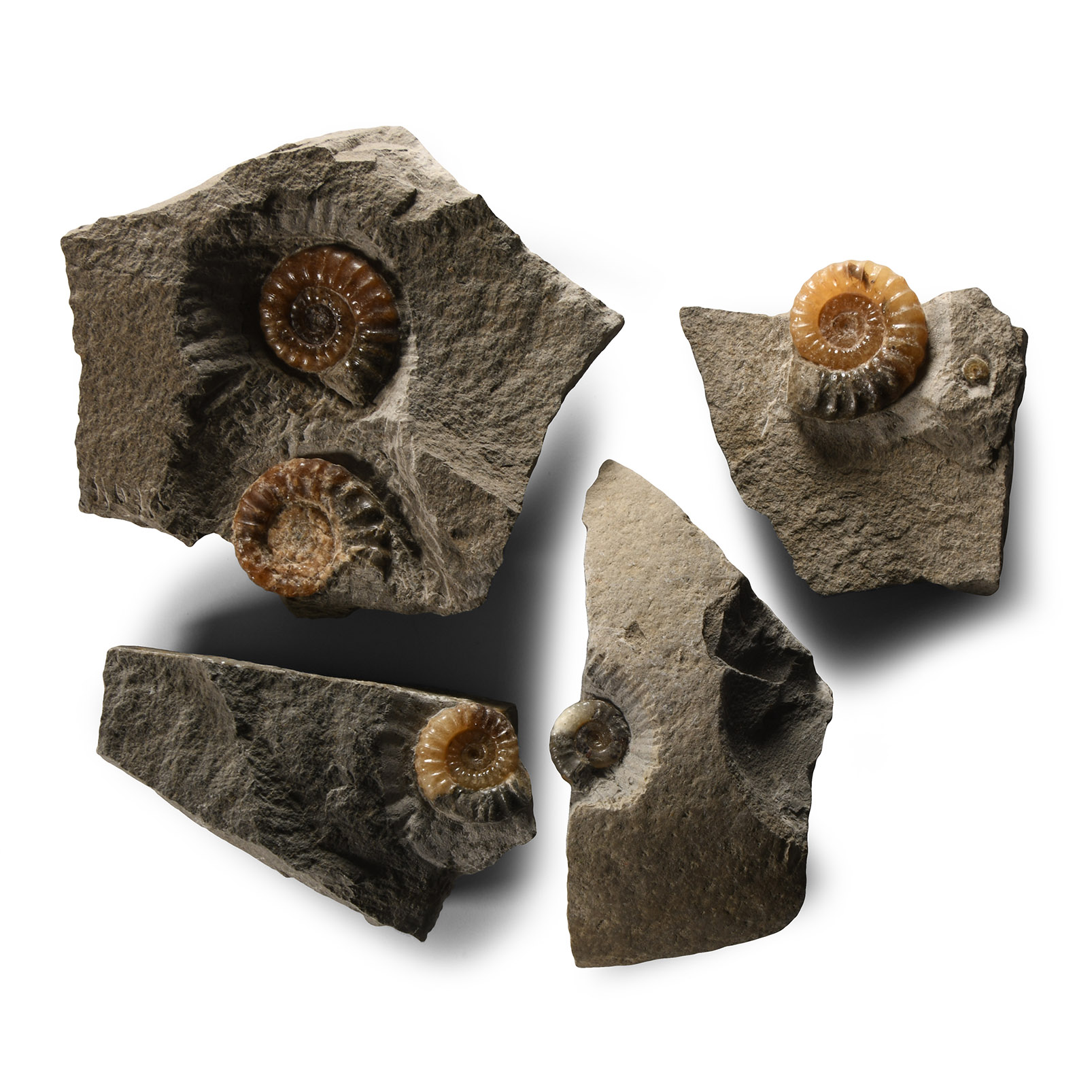 Natural History - British Promicroceras Fossil Ammonite Group