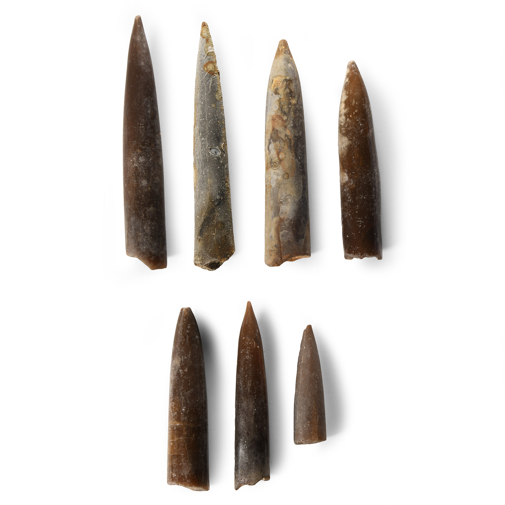 Natural History - British Fossil Belemnite Group