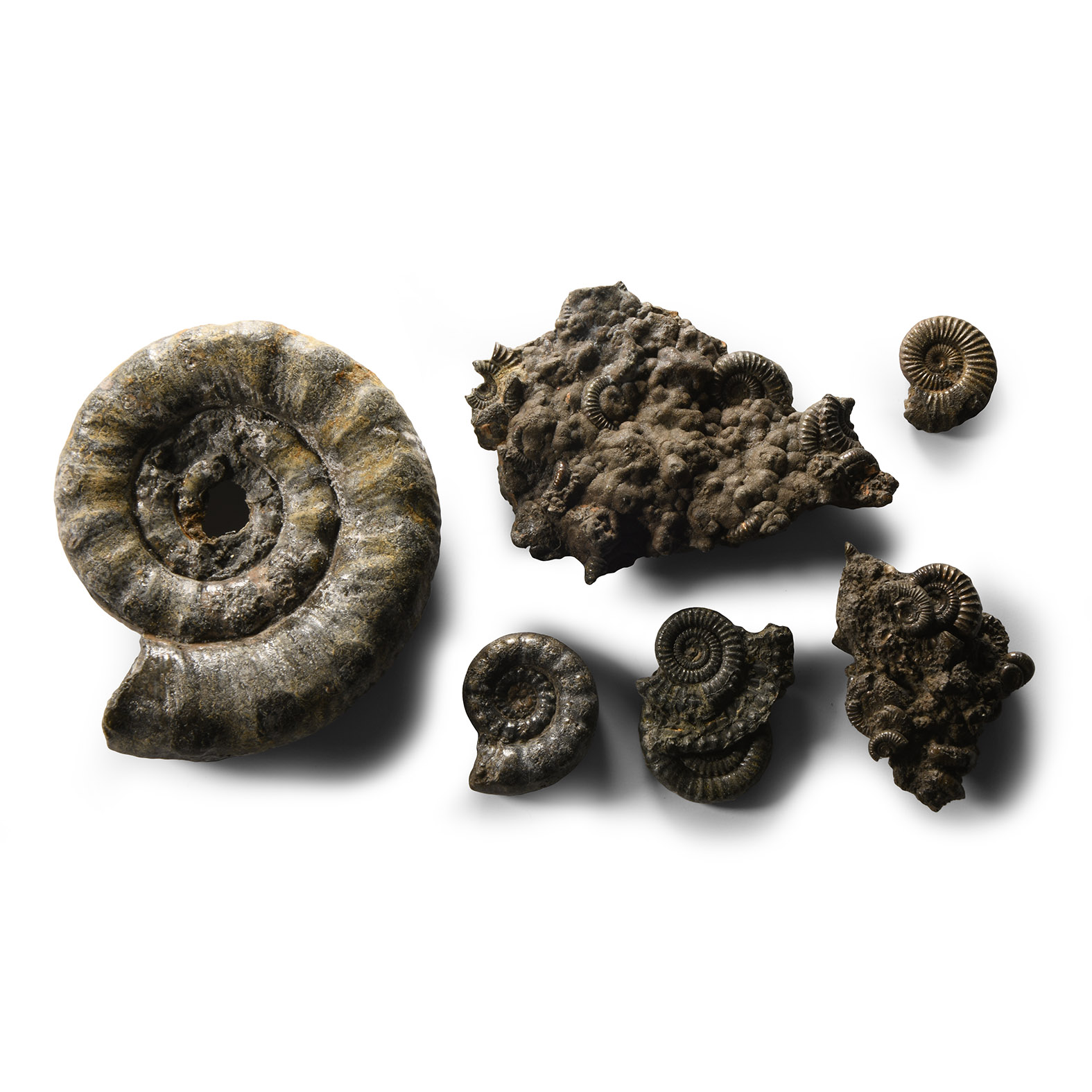 Natural History - British Mixed Pyrite with Ammonite Graveyards