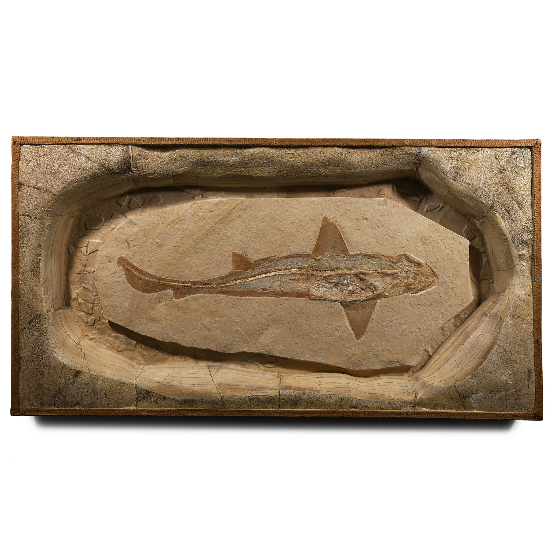 Natural History - Cretaceous Fossil Reef Shark