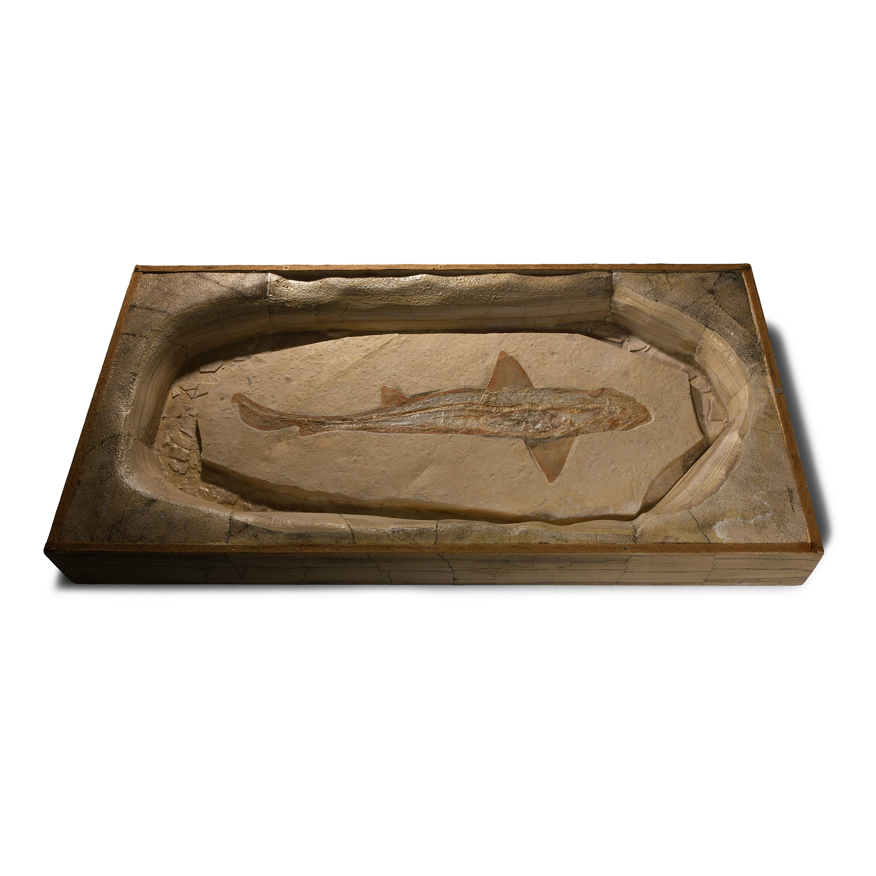 Natural History - Cretaceous Fossil Reef Shark