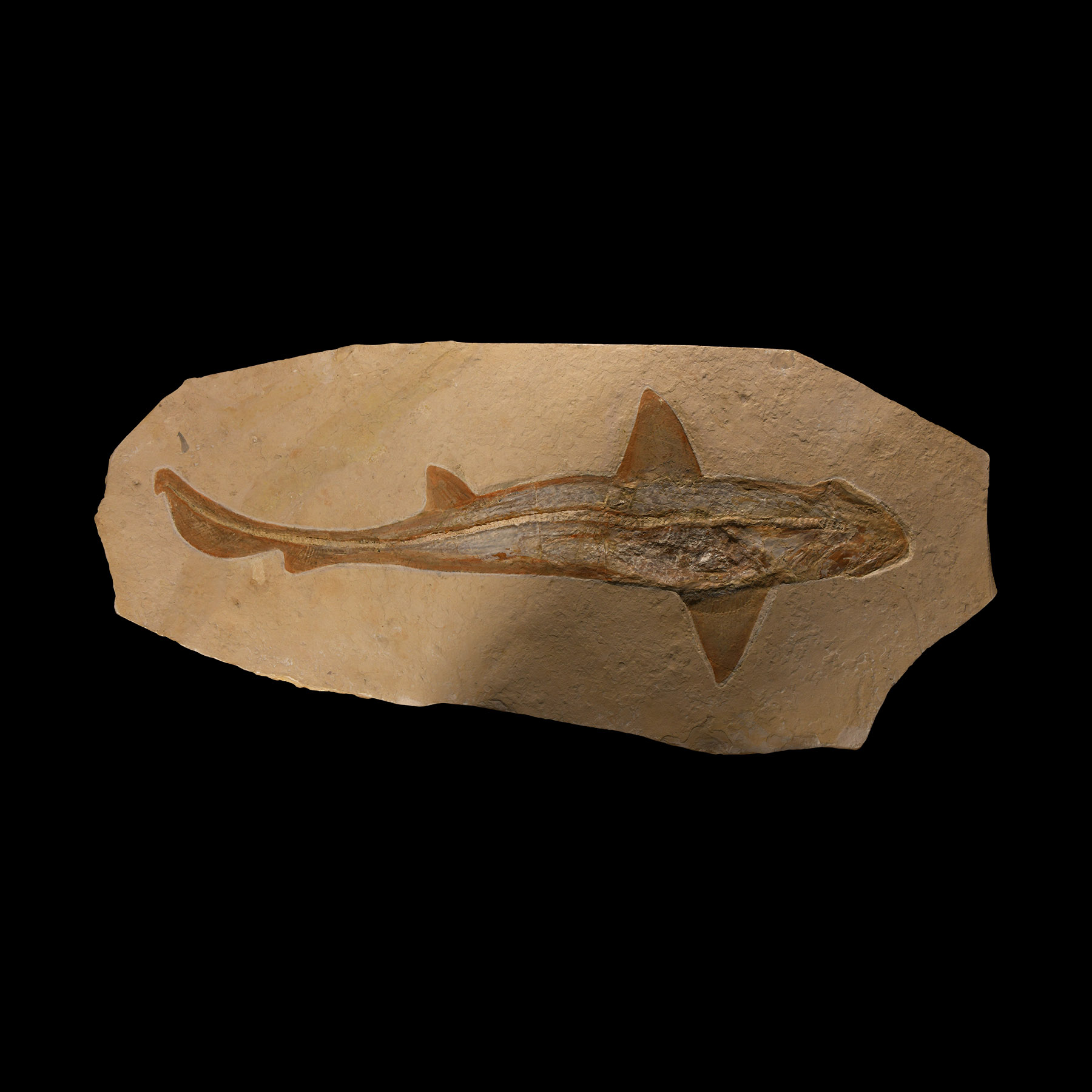 Natural History - Cretaceous Fossil Reef Shark