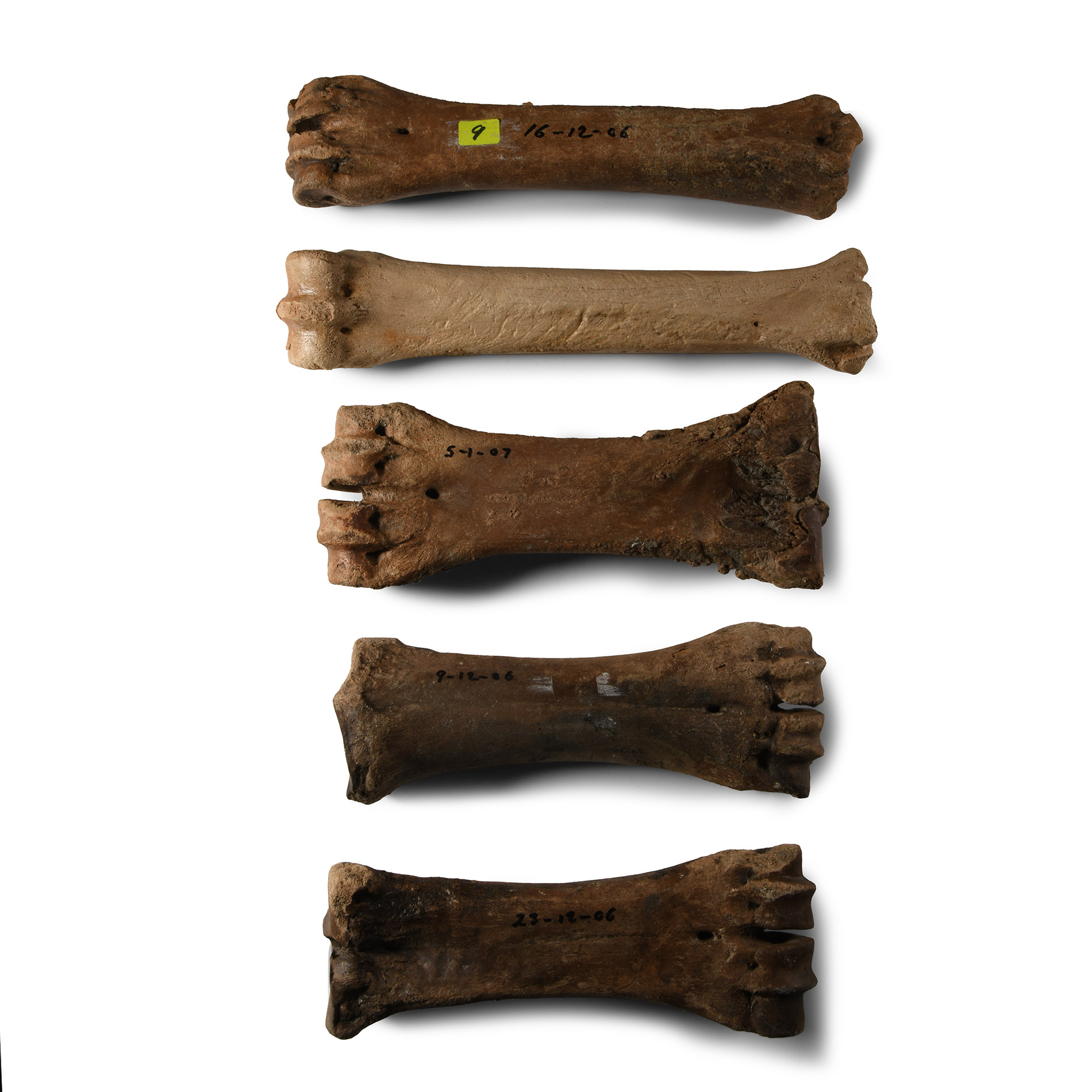 Natural History - British Bison Fossil Leg Bone Group