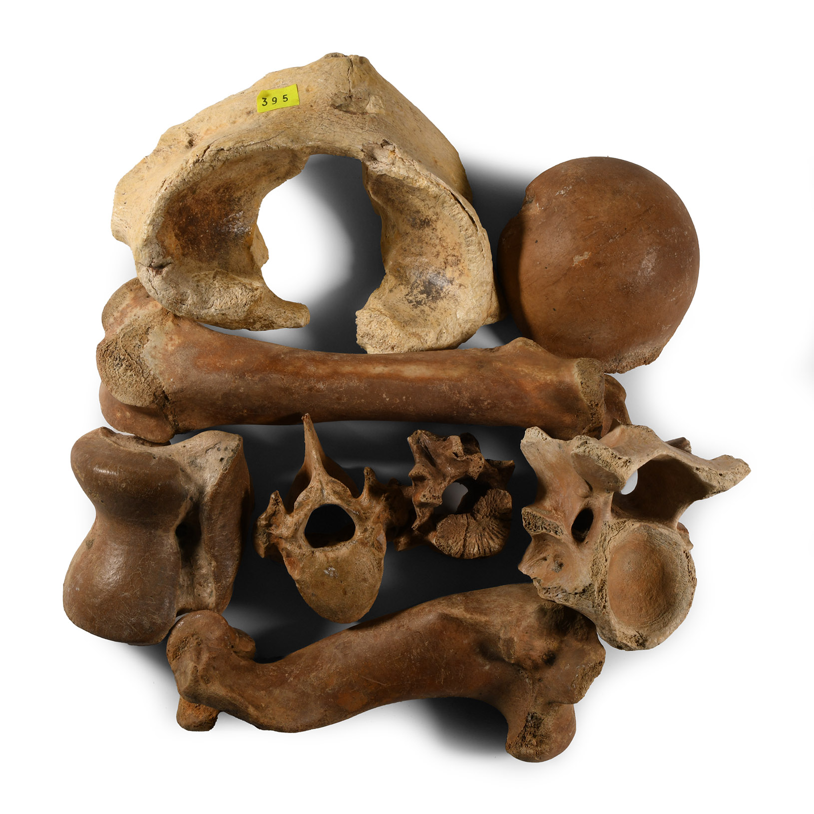 Natural History - British Wild Boar and Other Fossil Bone Group